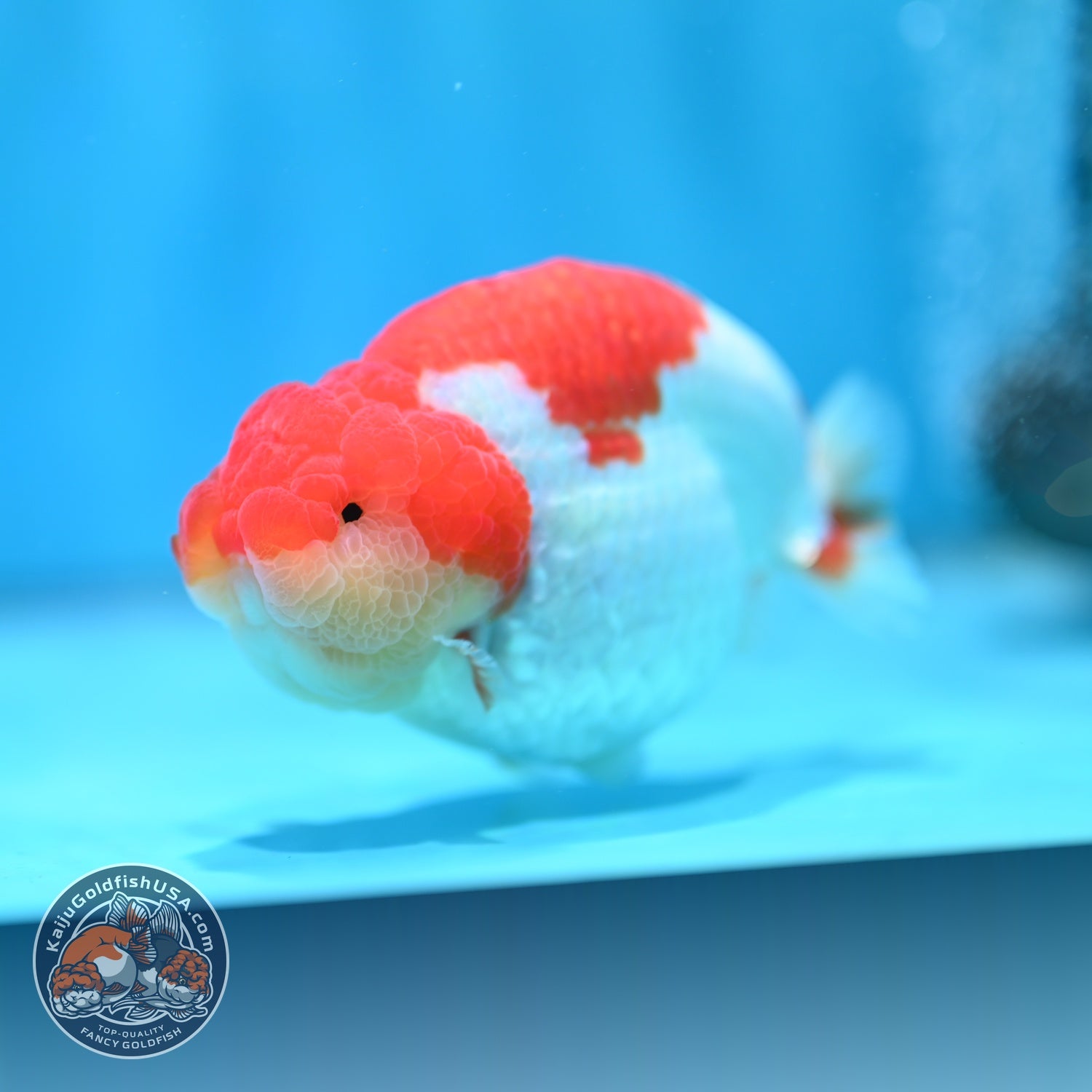 Red White Ranchu 4.2 inch Body (260529_RC05)