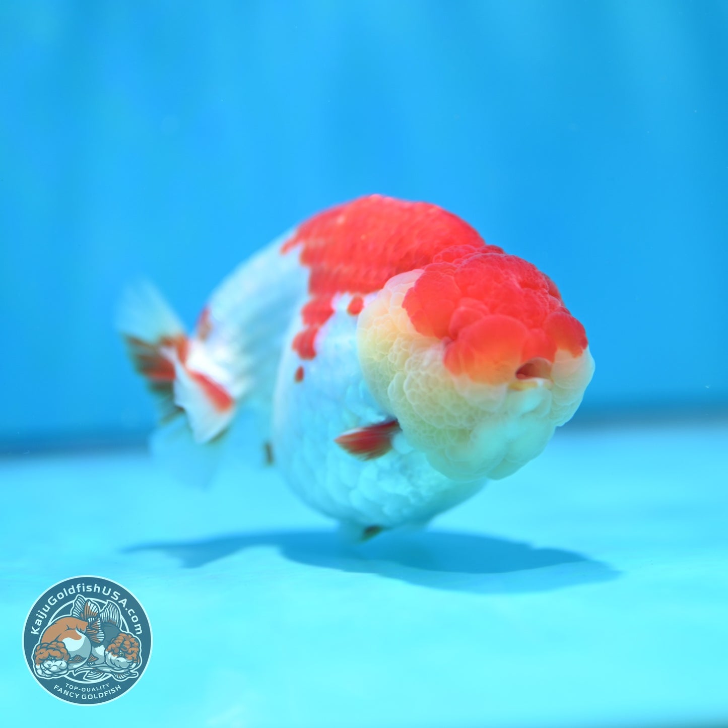 Red White Ranchu 4.2 inch Body (260529_RC05)