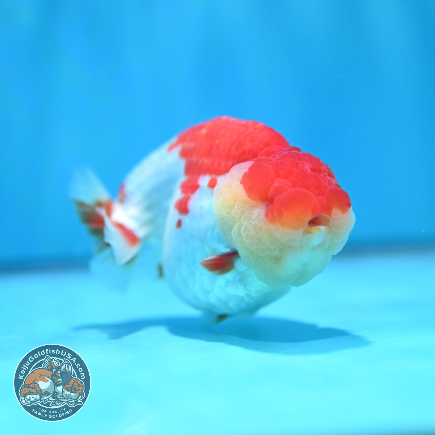 Red White Ranchu 4.2 inch Body (260529_RC05)