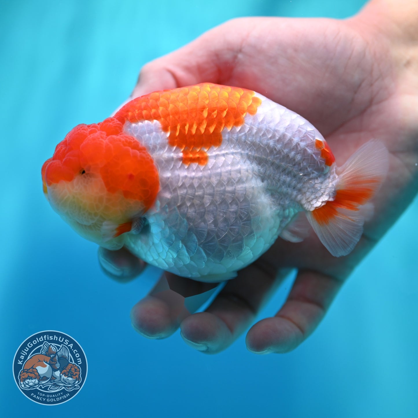 Red White Ranchu 4.2 inch Body (260529_RC05)