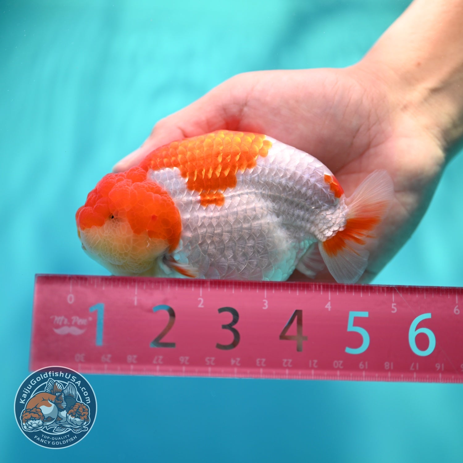 Red White Ranchu 4.2 inch Body (260529_RC05)