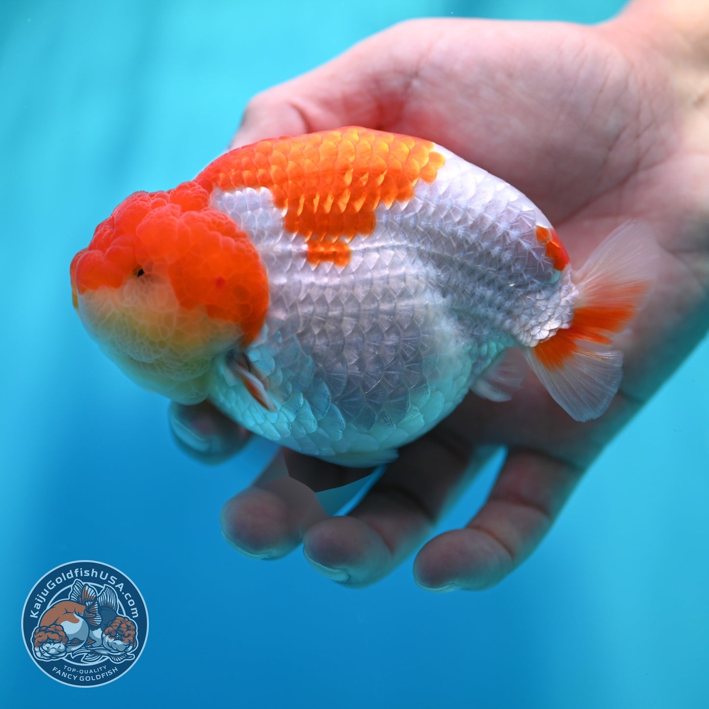 Red White Ranchu 4.2 inch Body (260529_RC05)