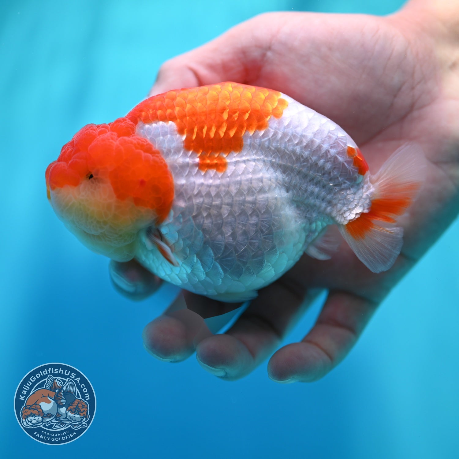 Red White Ranchu 4.2 inch Body (260529_RC05)