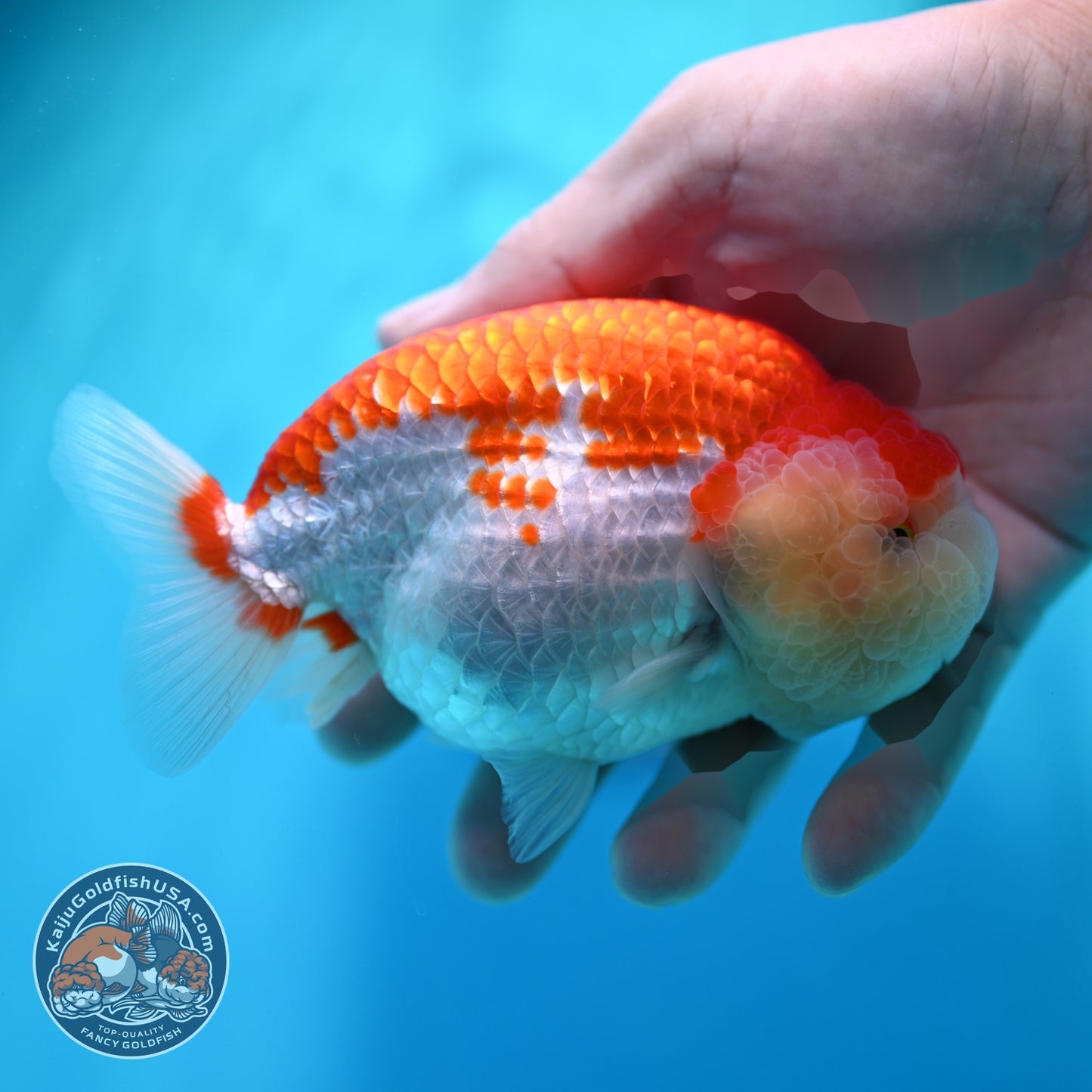 Red White Ranchu 4.5 inch Body (260529_RC02)