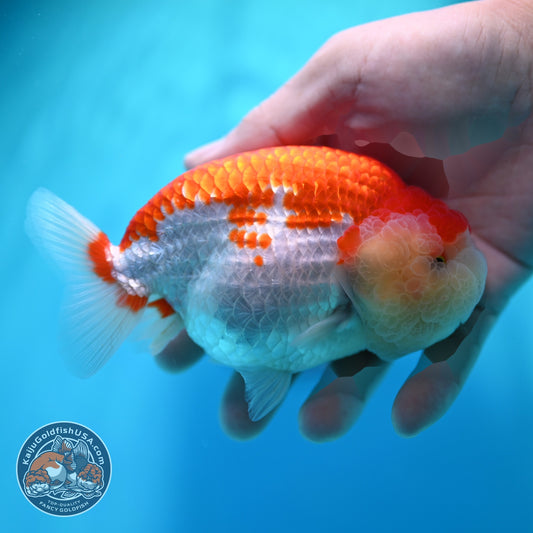 Red White Ranchu 4.5 inch Body (260529_RC02)