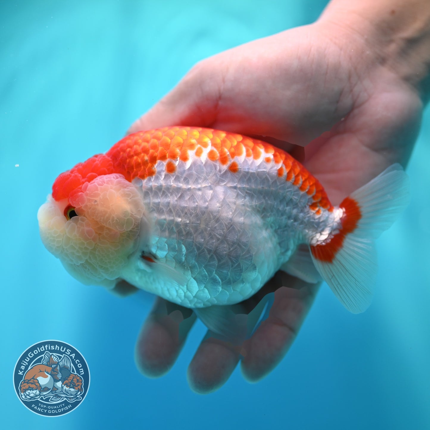 Red White Ranchu 4.5 inch Body (260529_RC02)