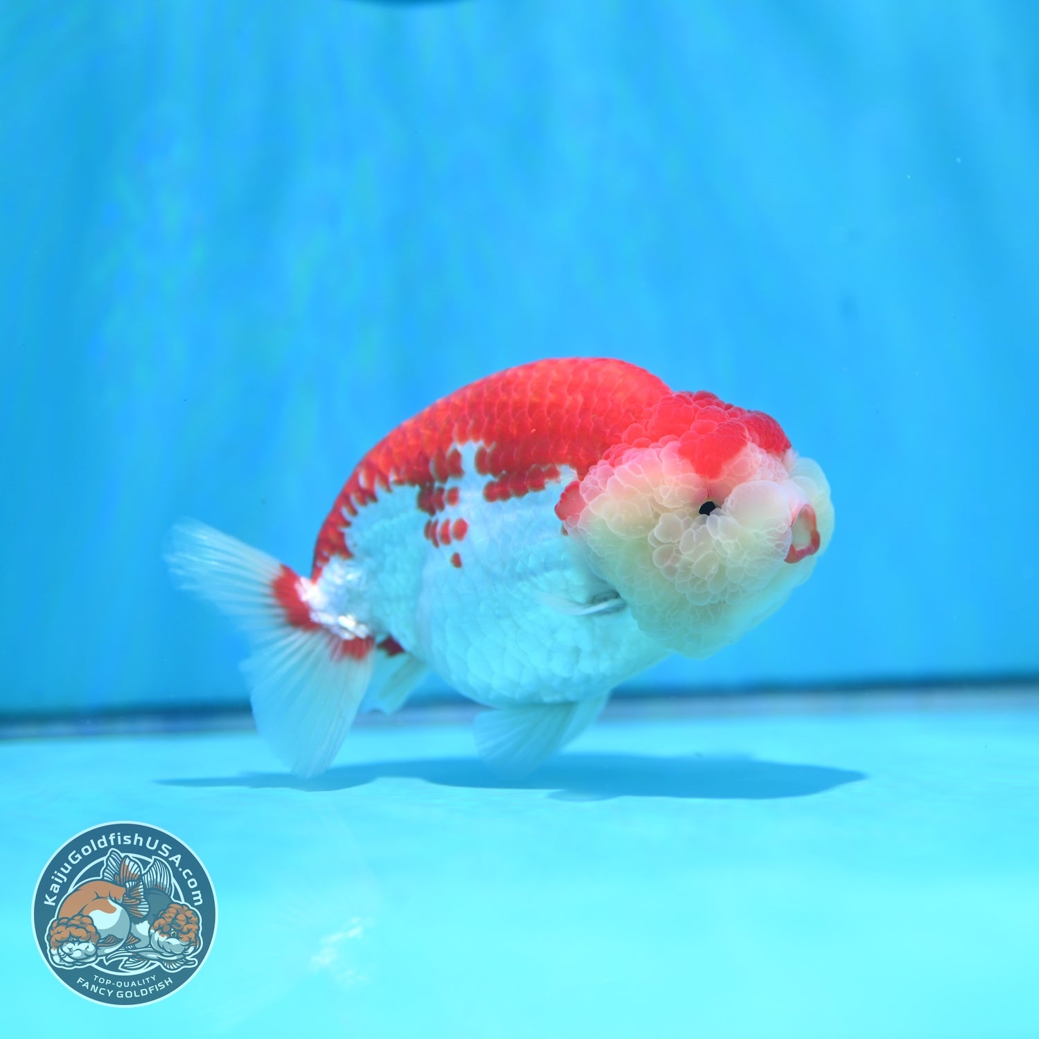 Red White Ranchu 4.5 inch Body (260529_RC02)