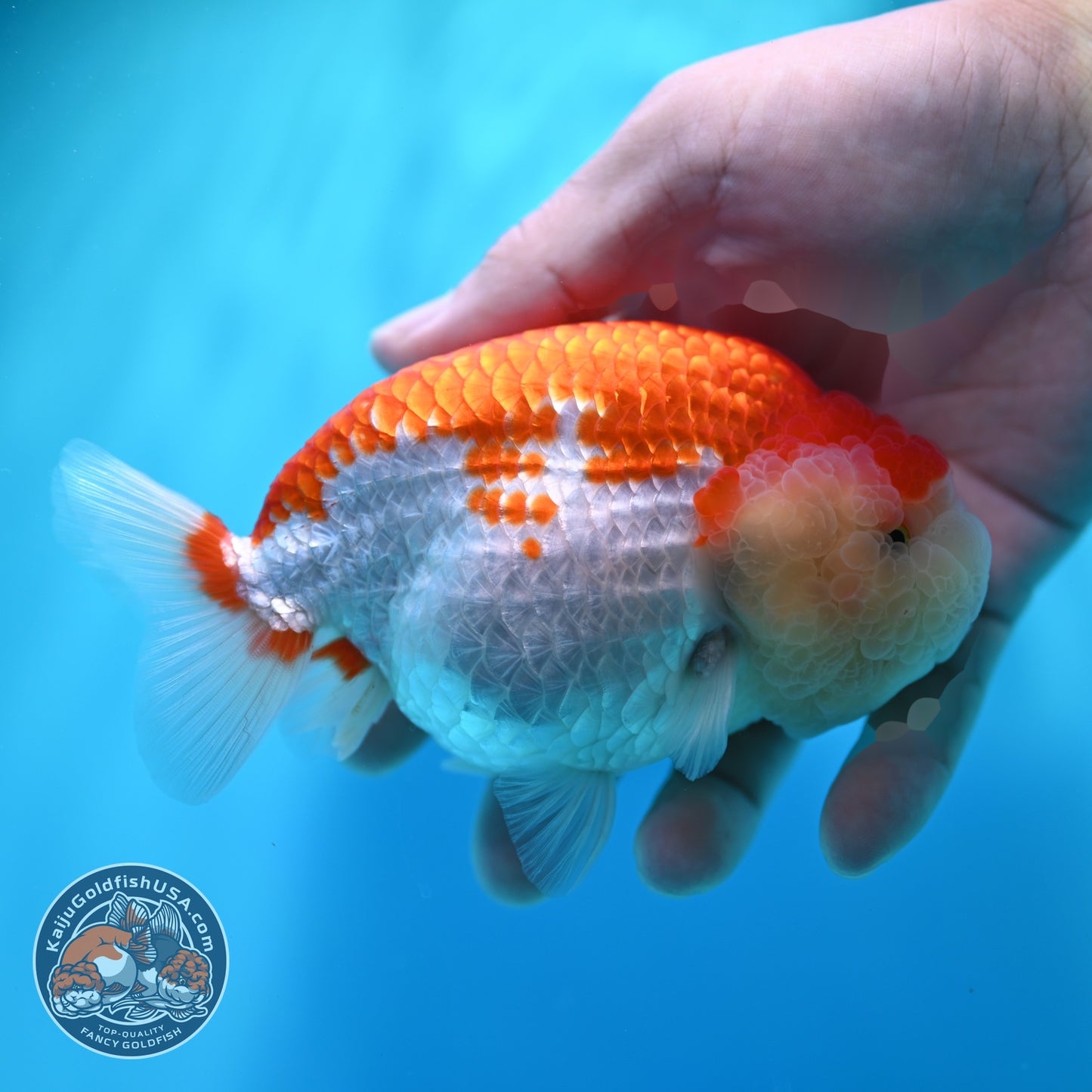 Red White Ranchu 4.5 inch Body (260529_RC02)