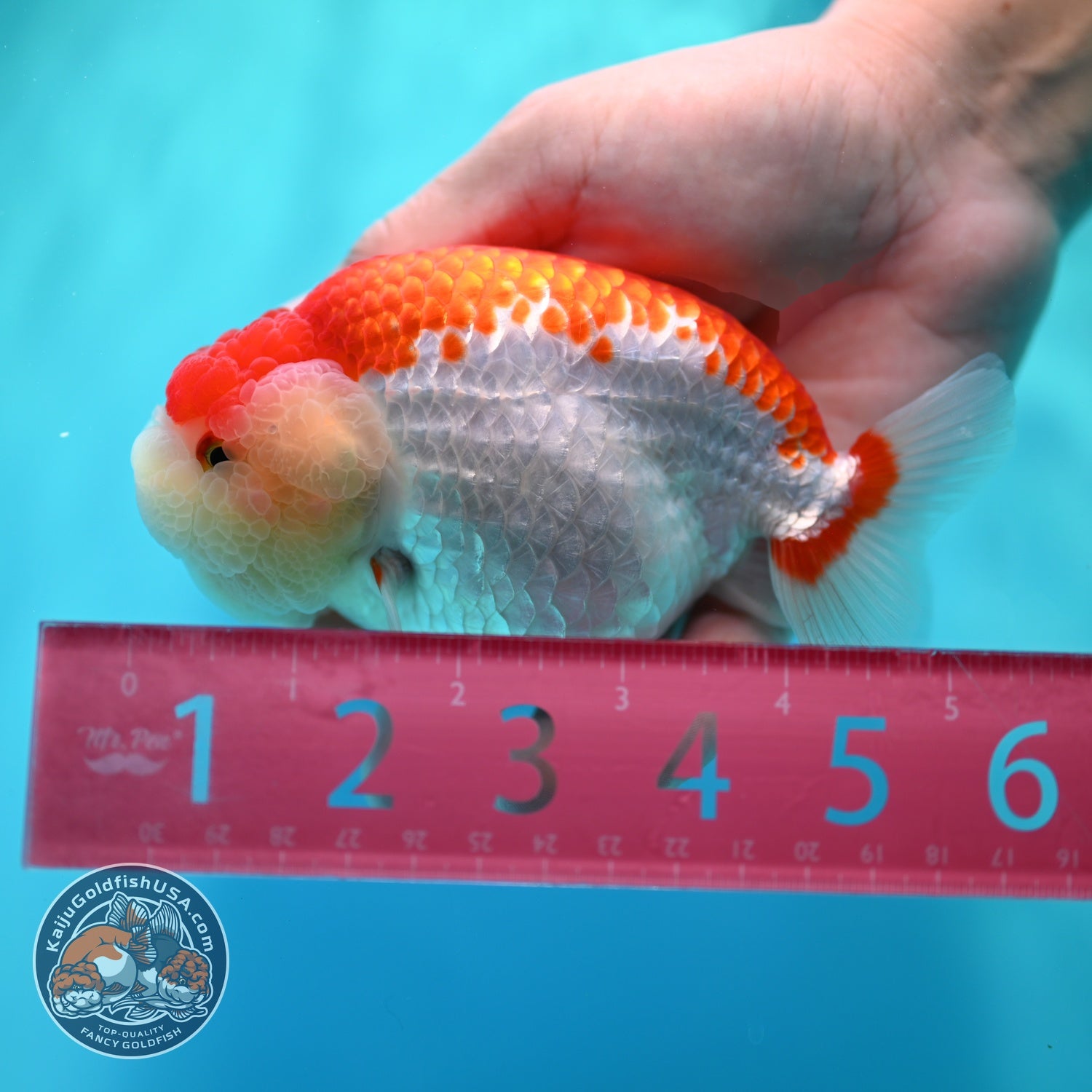 Red White Ranchu 4.5 inch Body (260529_RC02)