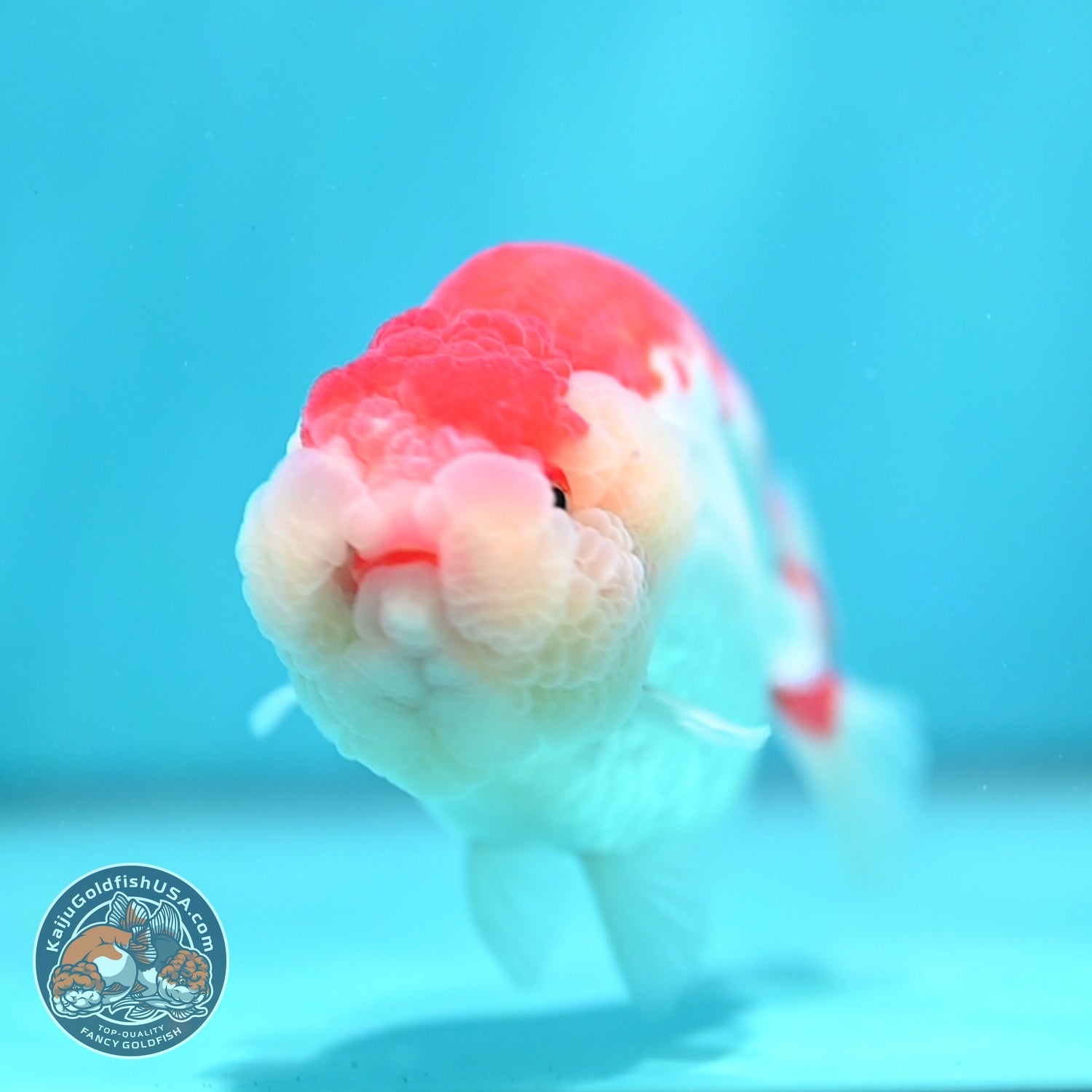 Red White Ranchu 4.5 inch Body (260529_RC02)