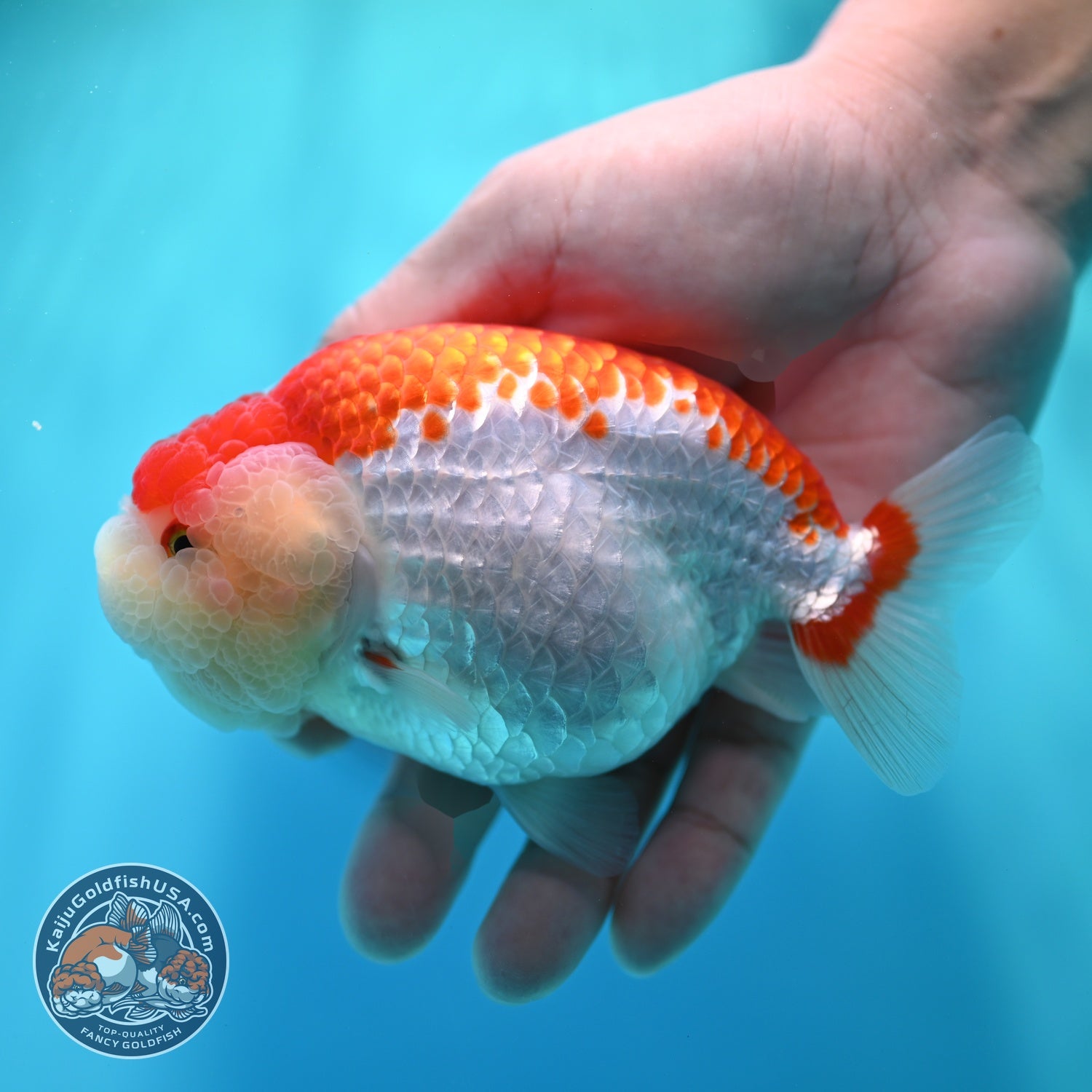 Red White Ranchu 4.5 inch Body (260529_RC02)