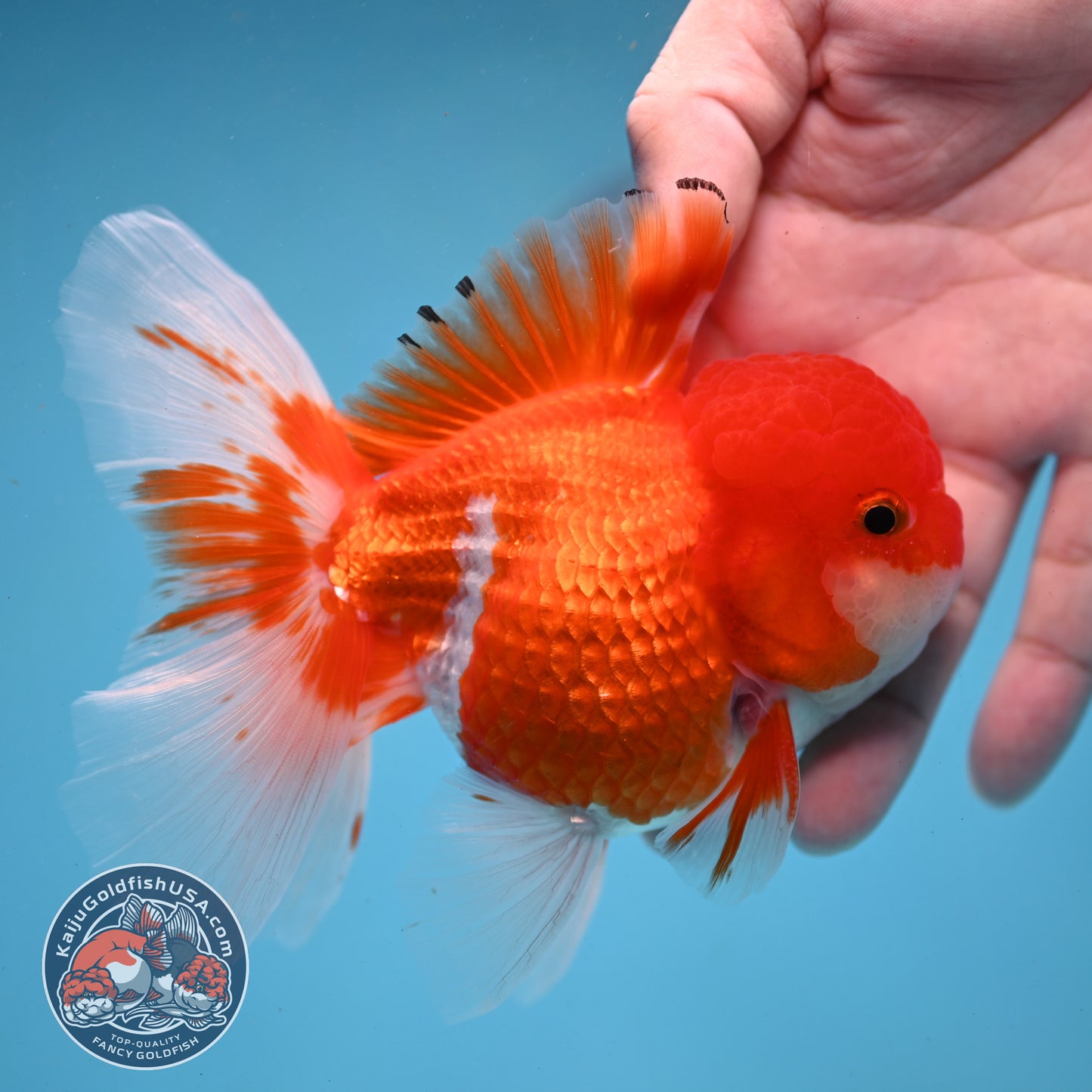 Red White Rose Tail Oranda 3.5 inch Body (260227_OR02)