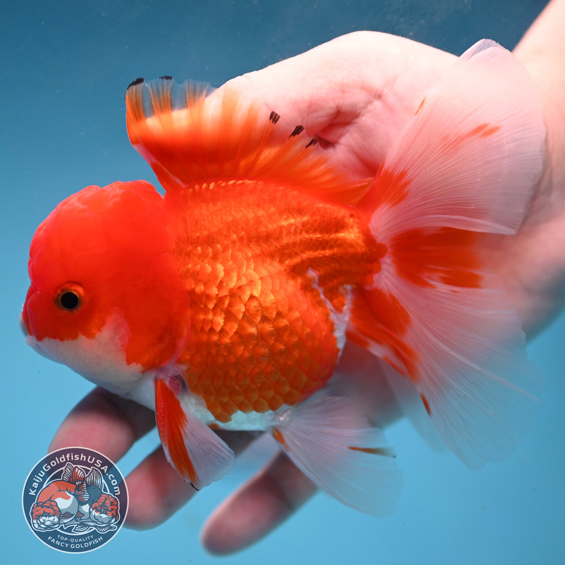 Red White Rose Tail Oranda 3.5 inch Body (260227_OR02)