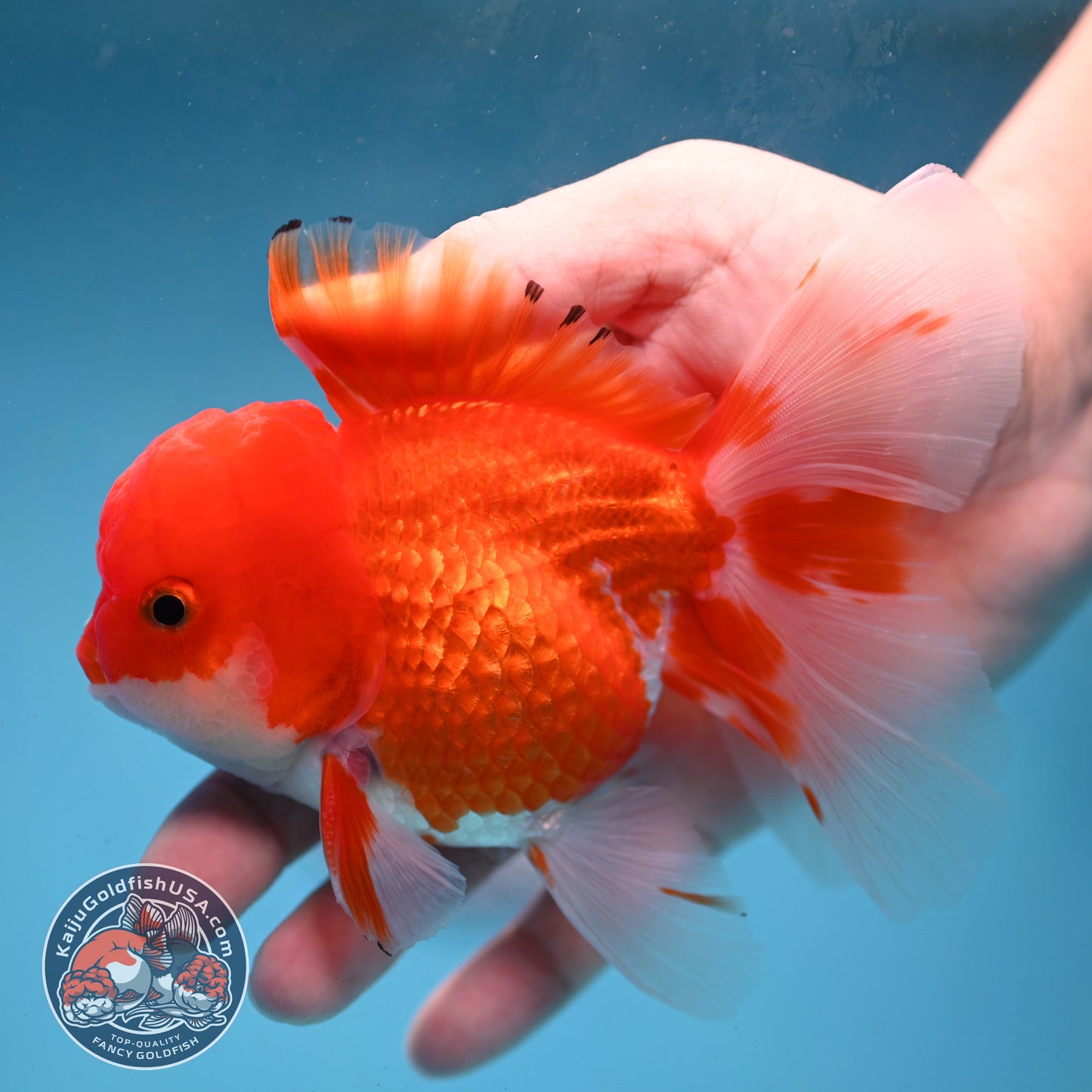 Red White Rose Tail Oranda 3.5 inch Body (260227_OR02)