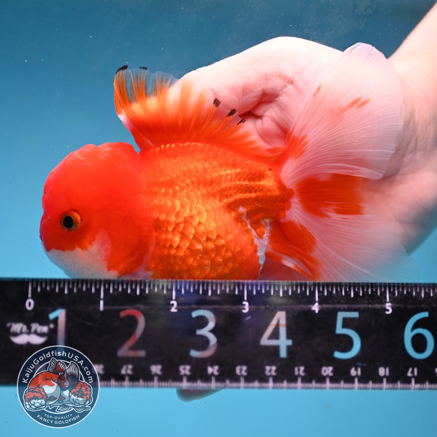 Red White Rose Tail Oranda 3.5 inch Body (260227_OR02)
