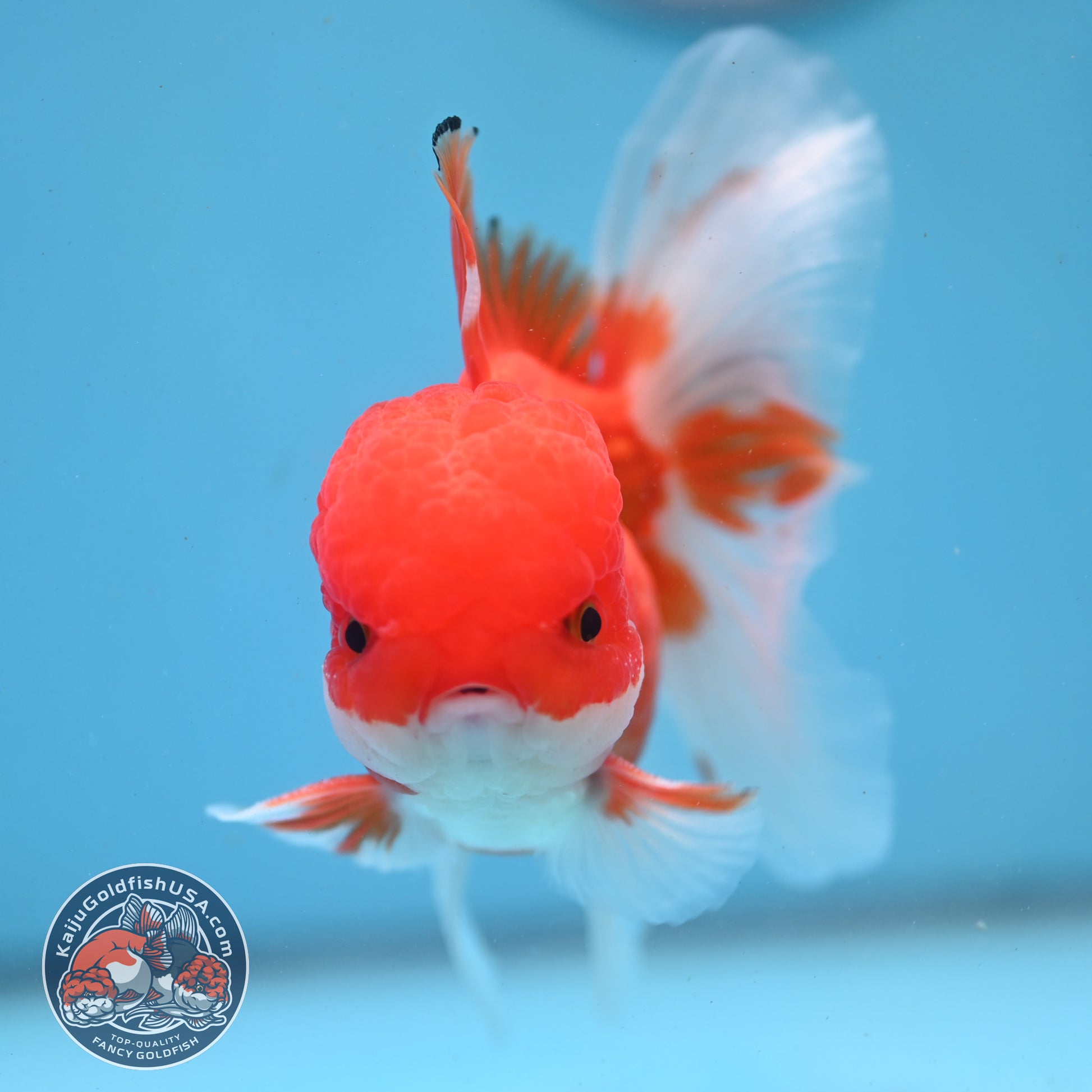 Red White Rose Tail Oranda 3.5 inch Body (260227_OR02)