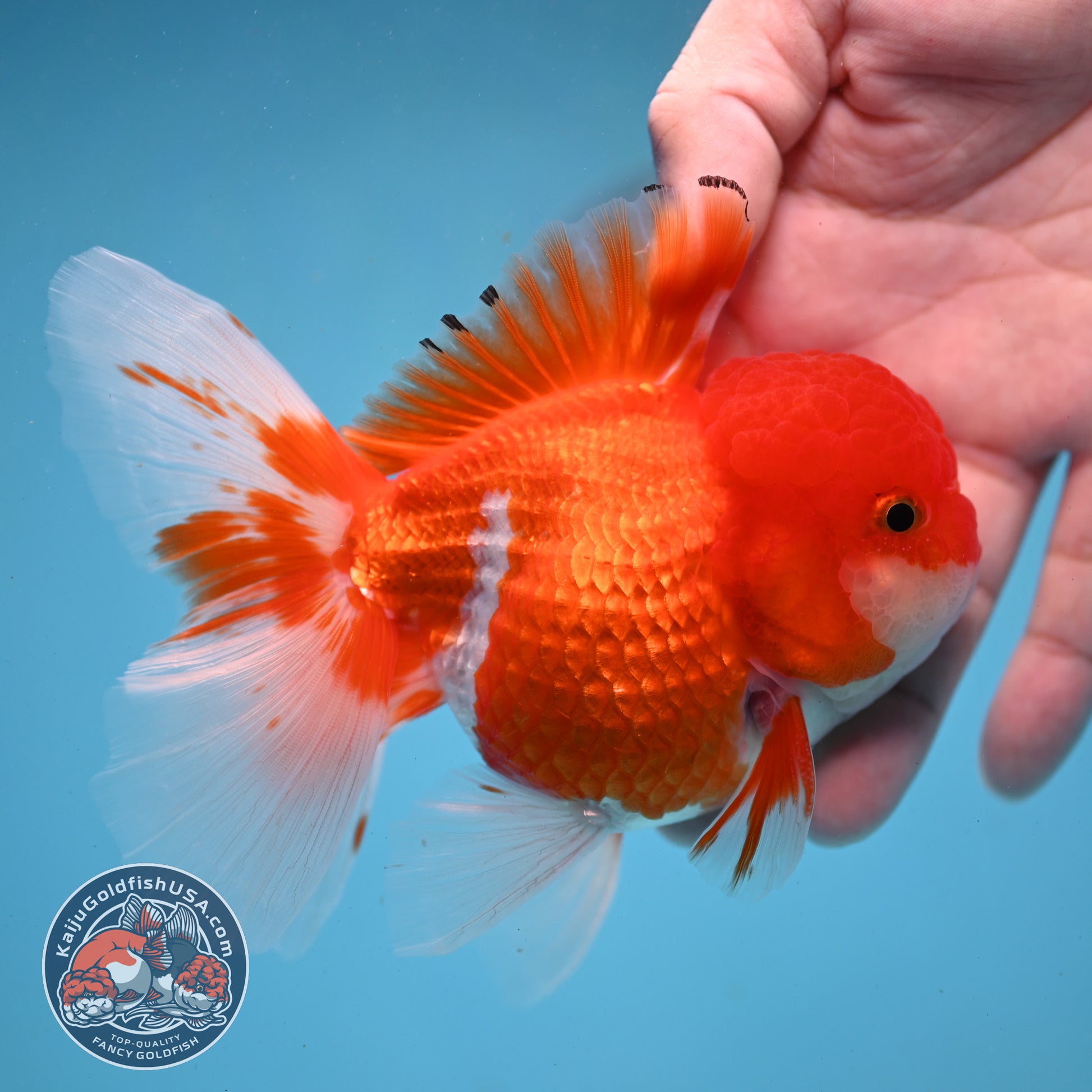 Red White Rose Tail Oranda 3.5 inch Body (260227_OR02)