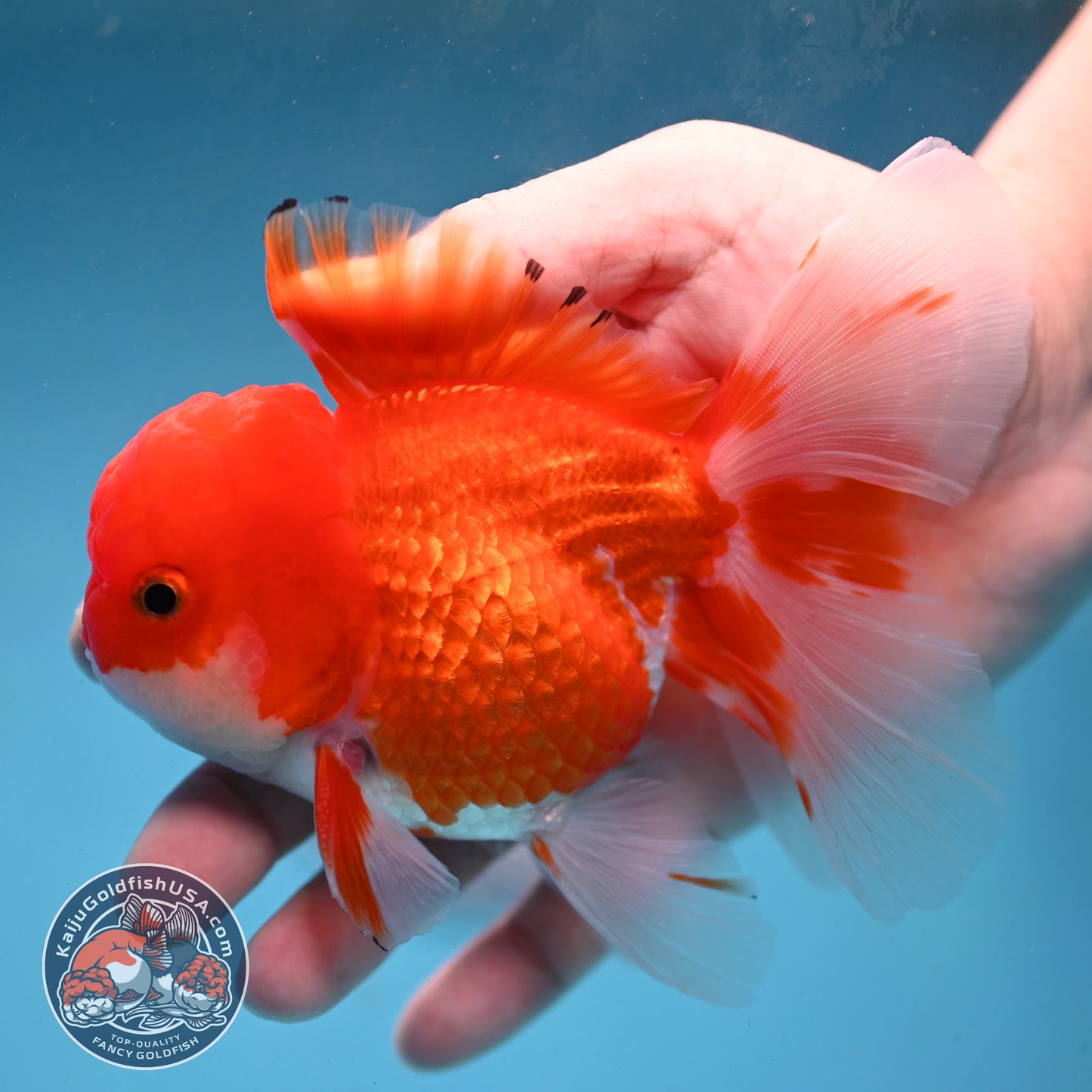 Red White Rose Tail Oranda 3.5 inch Body (260227_OR02)