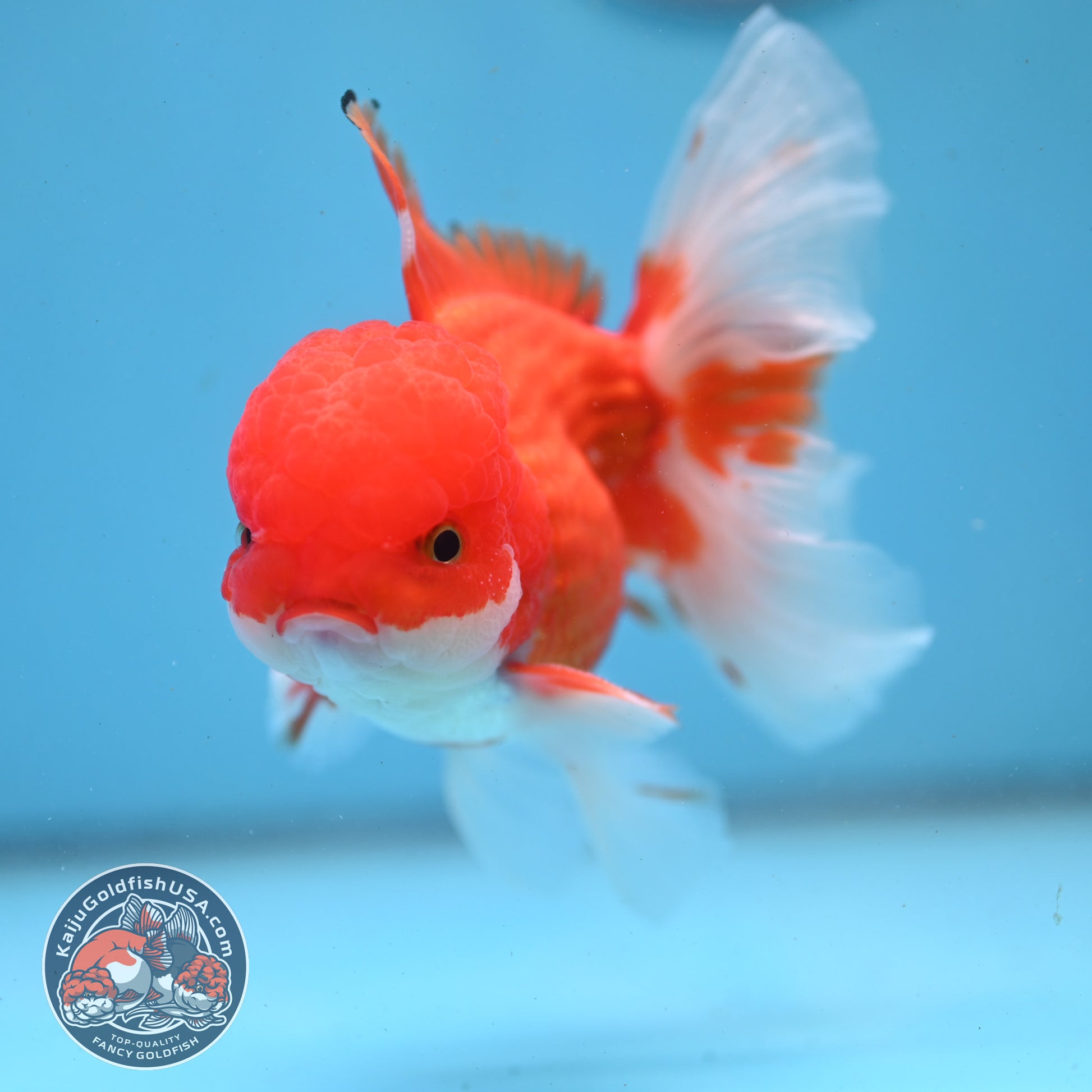 Red White Rose Tail Oranda 3.5 inch Body (260227_OR02)