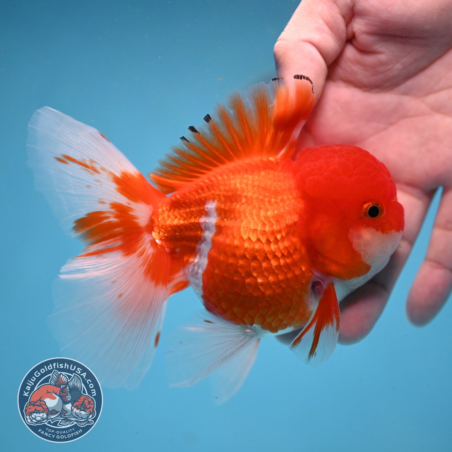 Red White Rose Tail Oranda 3.5 inch Body (260227_OR02)