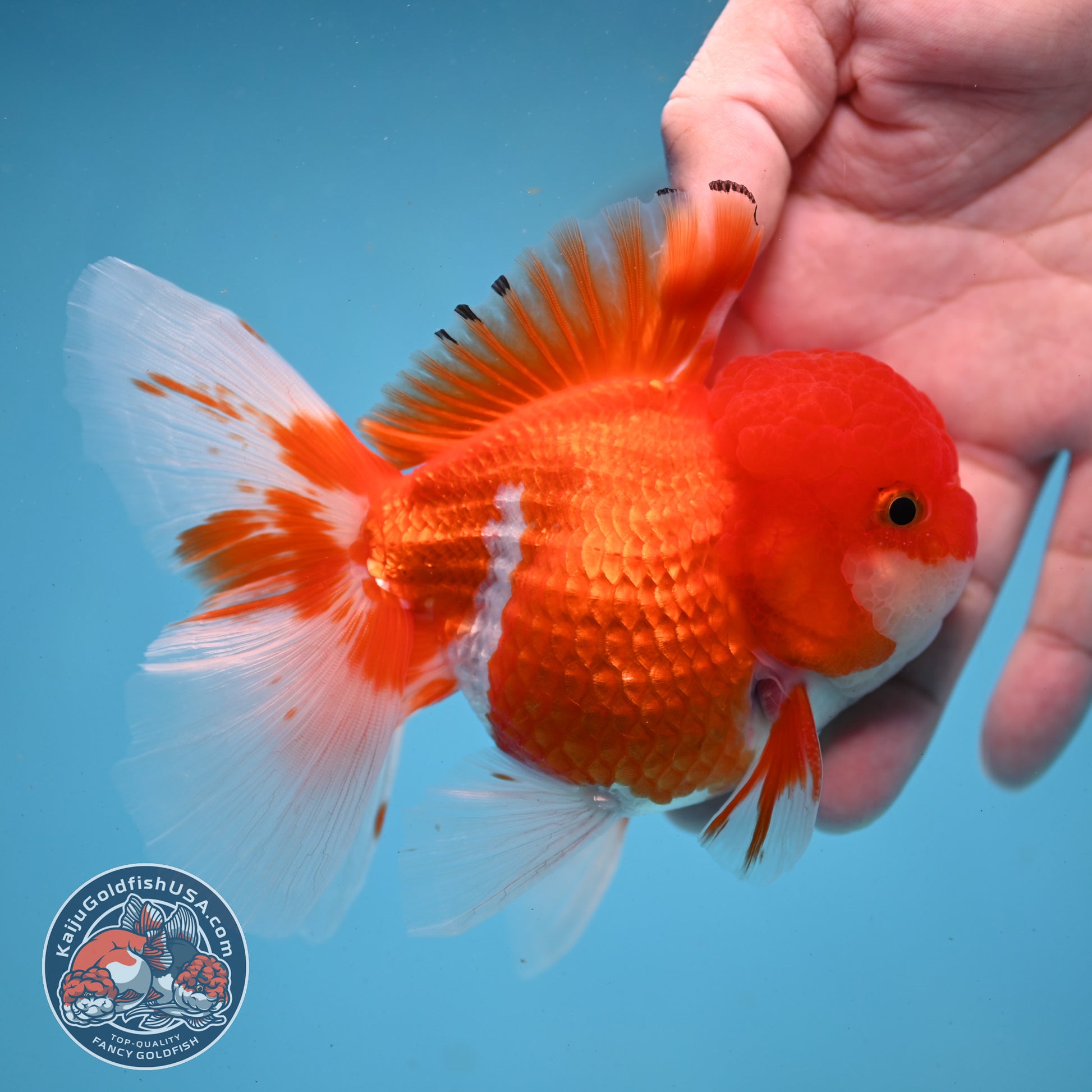 Red White Rose Tail Oranda 3.5 inch Body (260227_OR02)