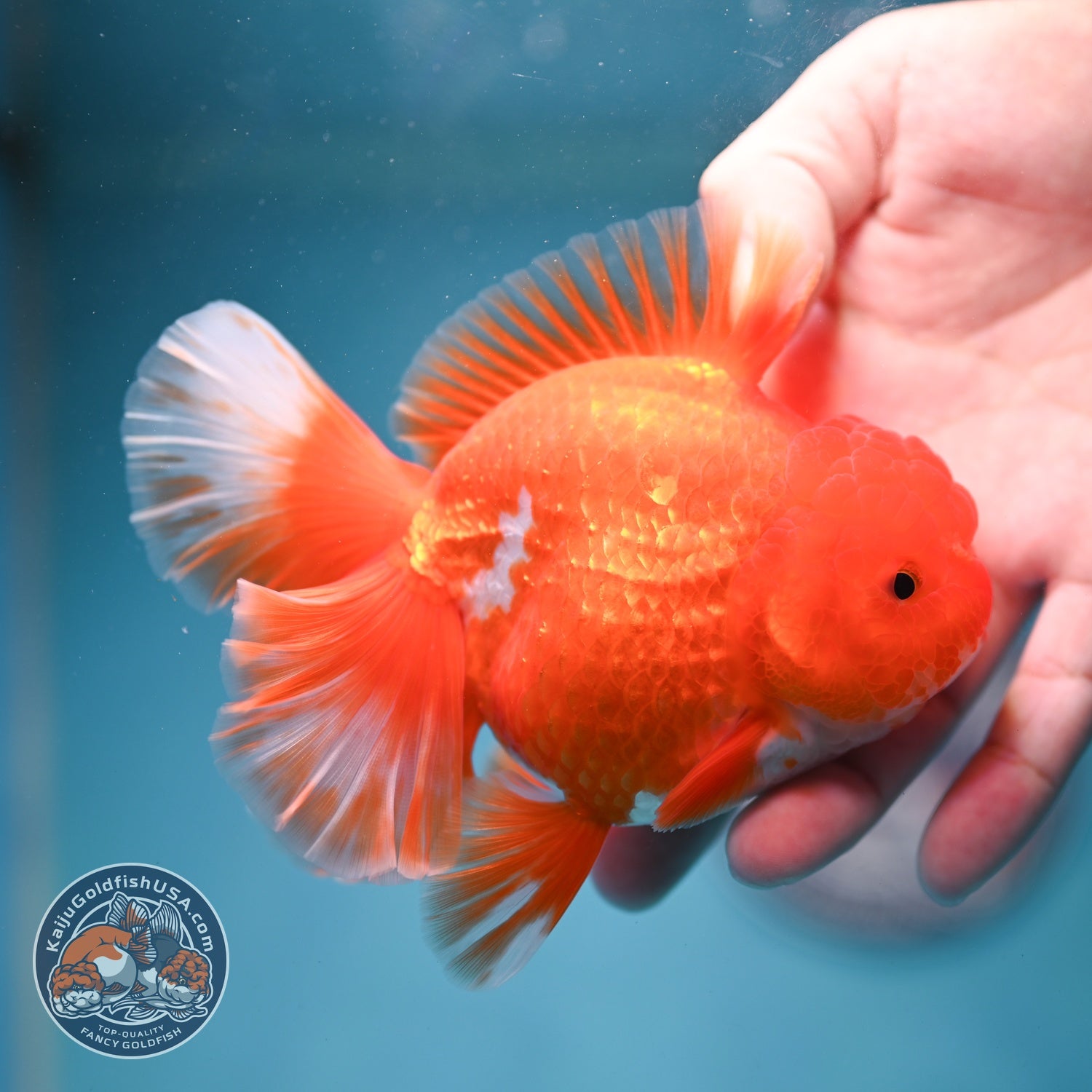 Red White Rose Tail Oranda 3.5 inch Body (260814_OR14)
