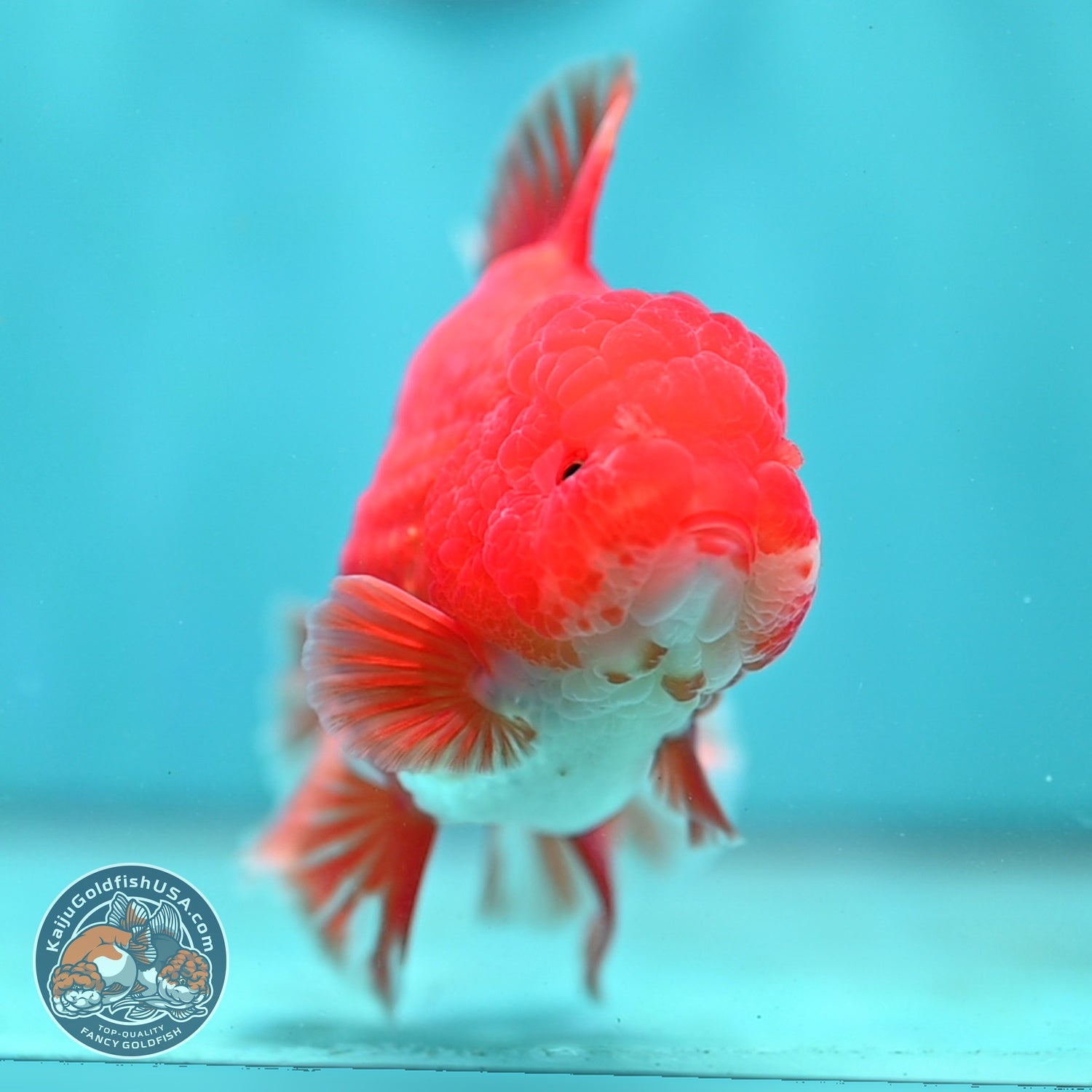 Red White Rose Tail Oranda 3.5 inch Body (260814_OR14)
