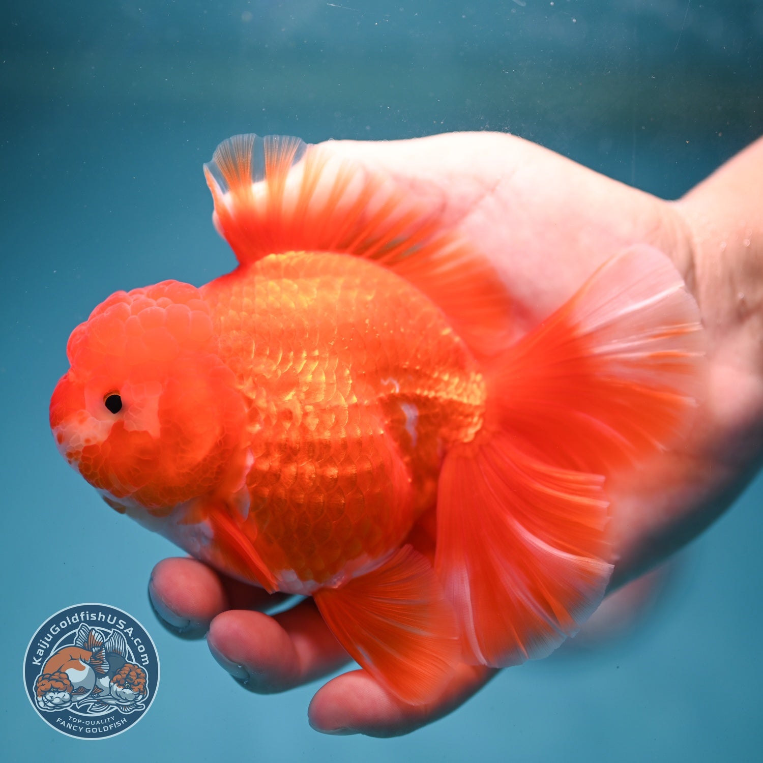 Red White Rose Tail Oranda 3.5 inch Body (260814_OR14)