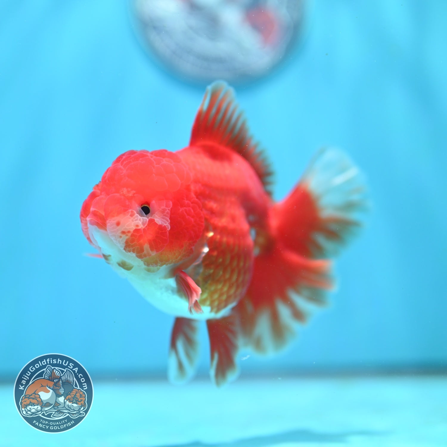 Red White Rose Tail Oranda 3.5 inch Body (260814_OR14)