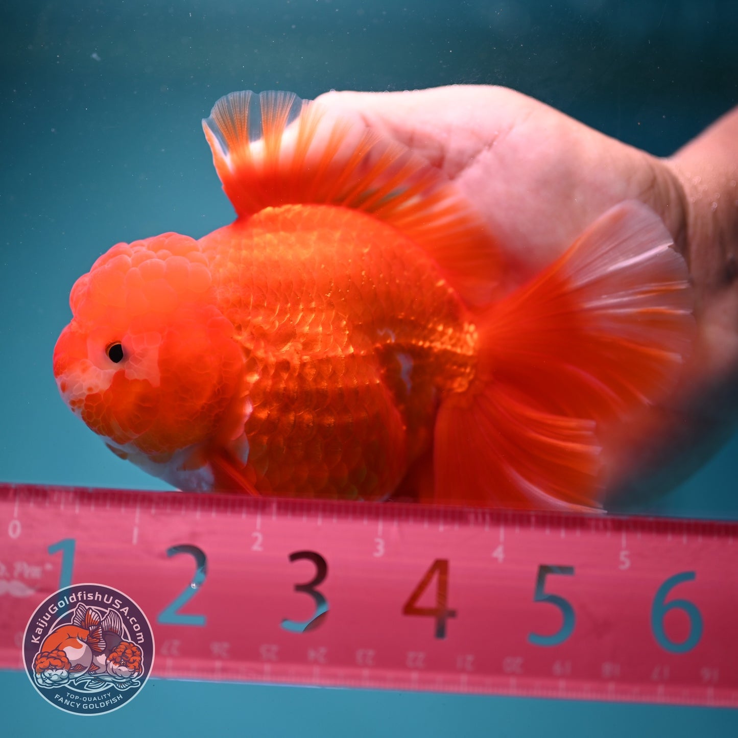 Red White Rose Tail Oranda 3.5 inch Body (260814_OR14)