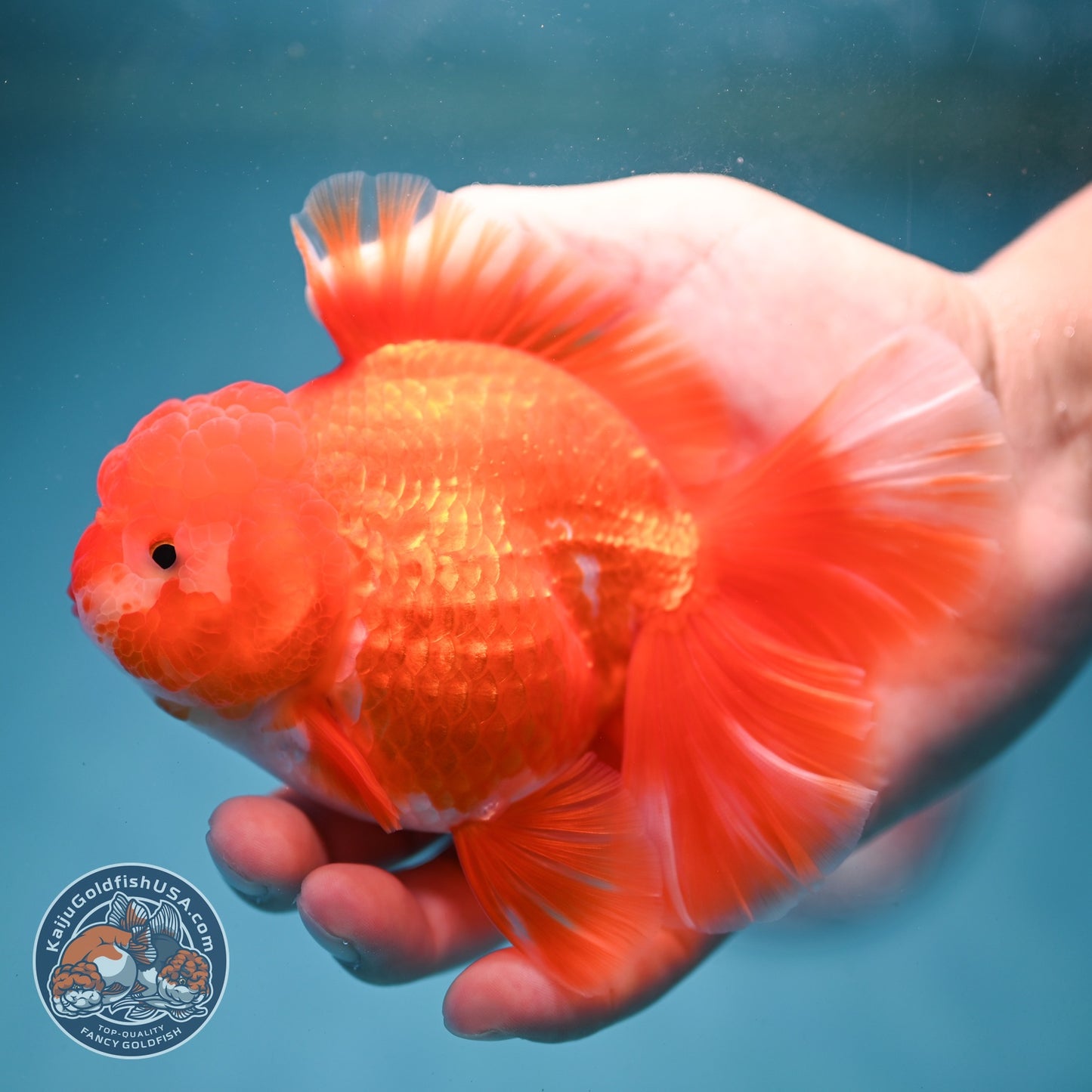 Red White Rose Tail Oranda 3.5 inch Body (260814_OR14)