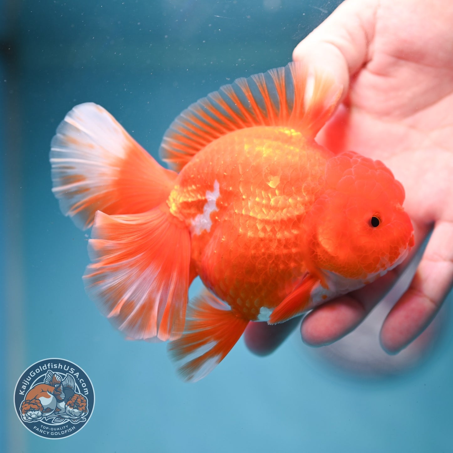 Red White Rose Tail Oranda 3.5 inch Body (260814_OR14)