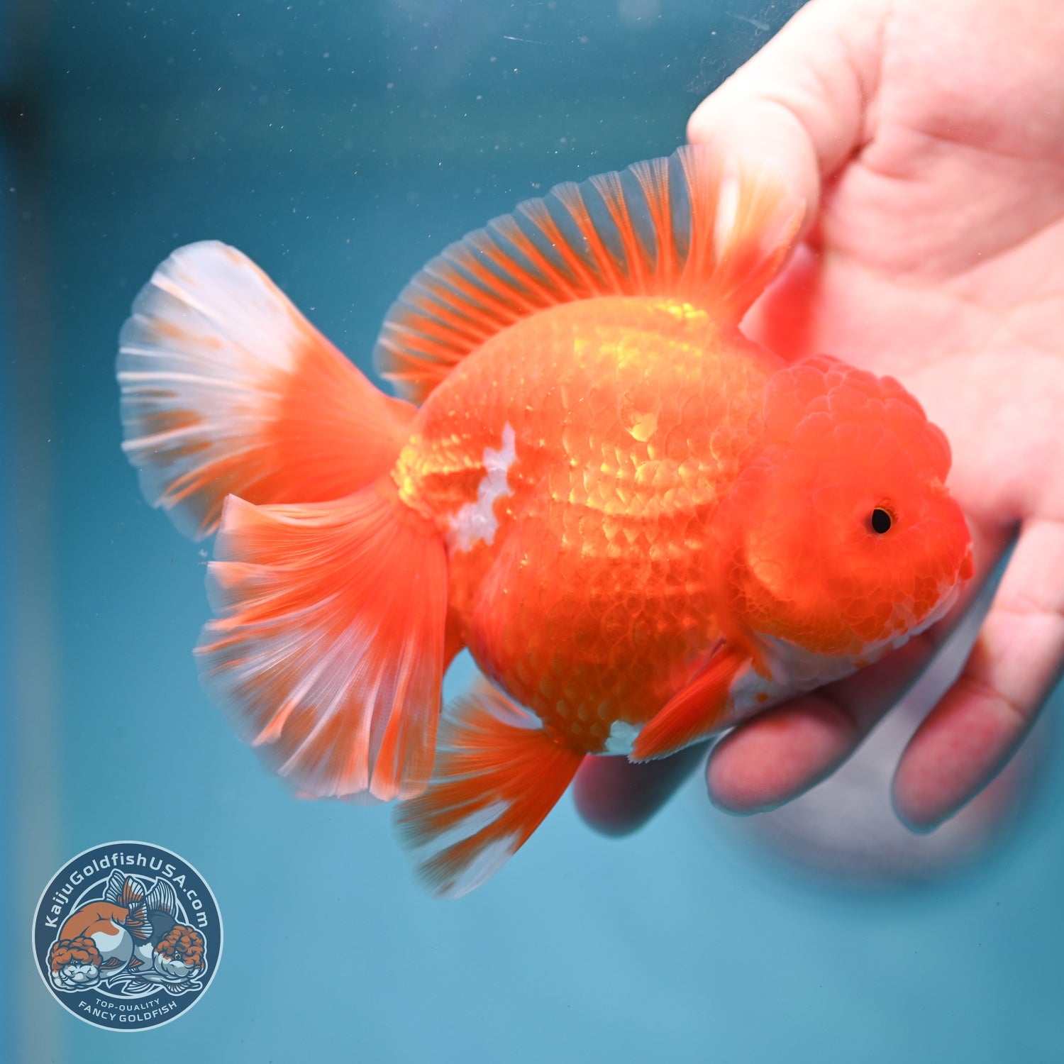 Red White Rose Tail Oranda 3.5 inch Body (260814_OR14)