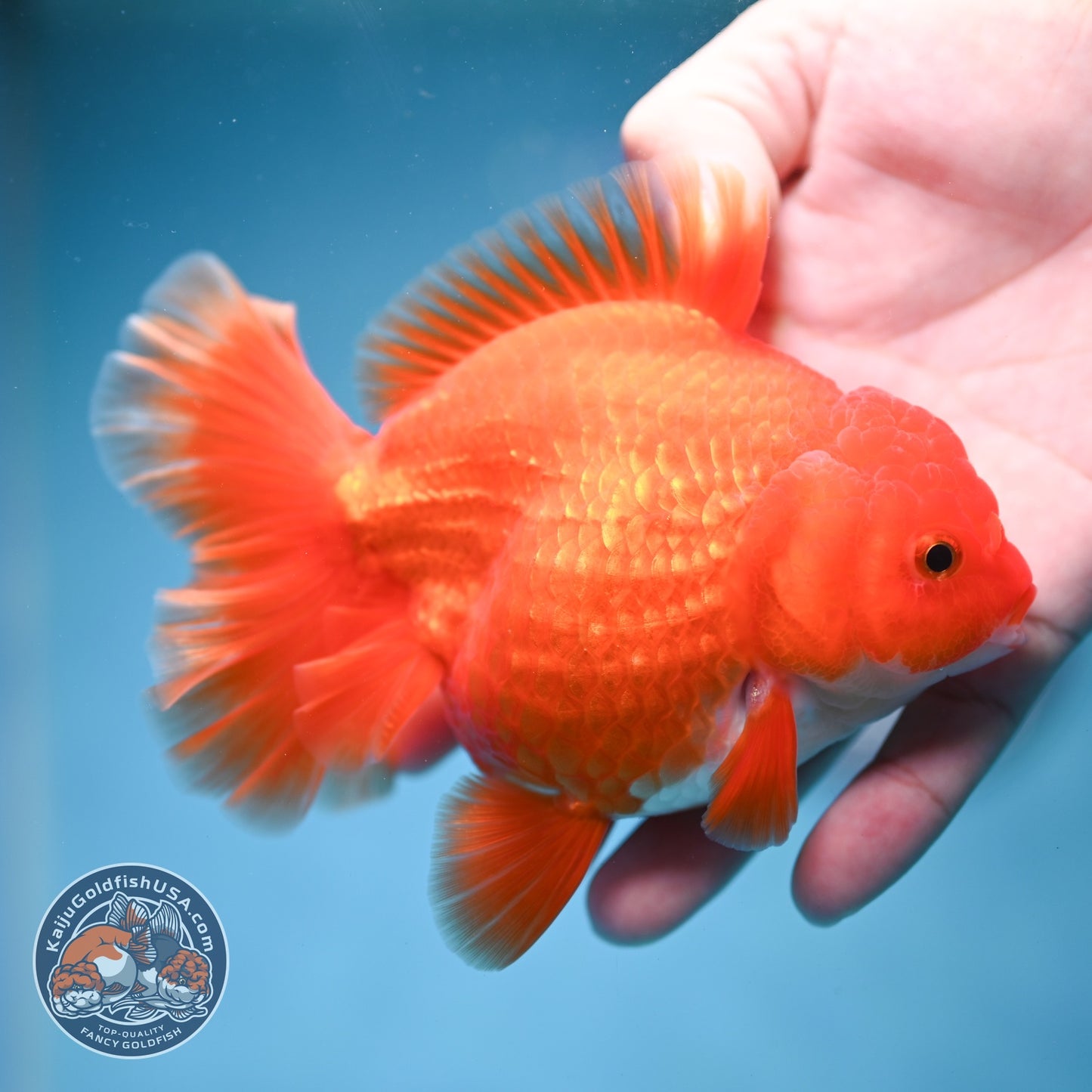 Red White Rose Tail Oranda 3.5 inch Body (260814_OR15)