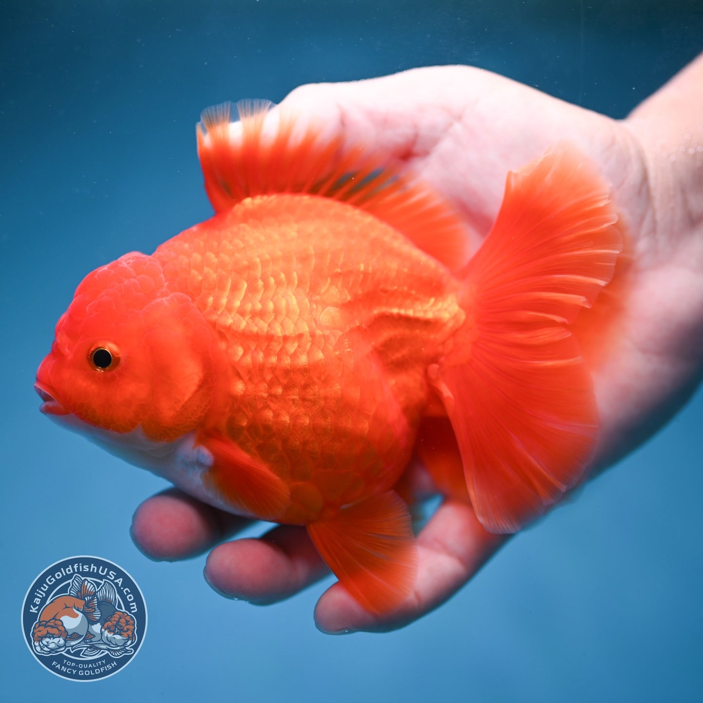 Red White Rose Tail Oranda 3.5 inch Body (260814_OR15)