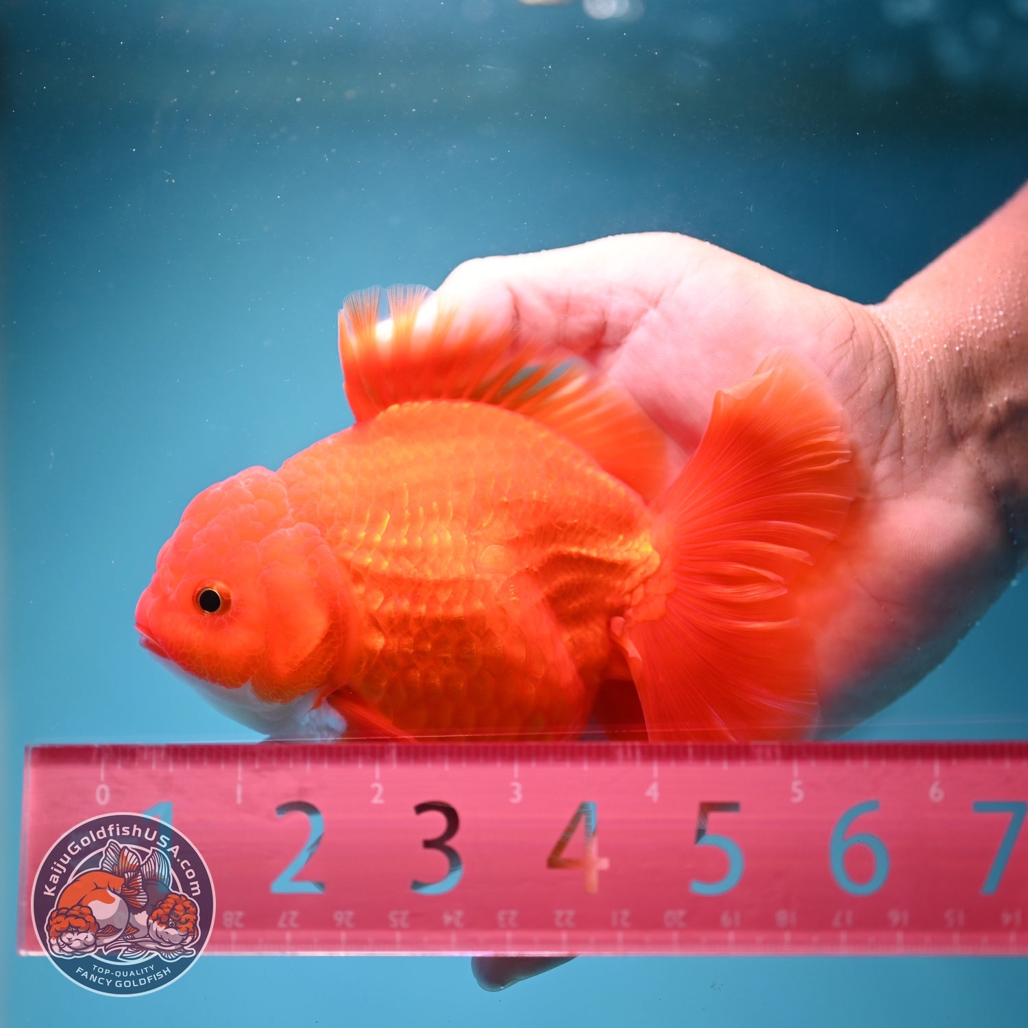 Red White Rose Tail Oranda 3.5 inch Body (260814_OR15)
