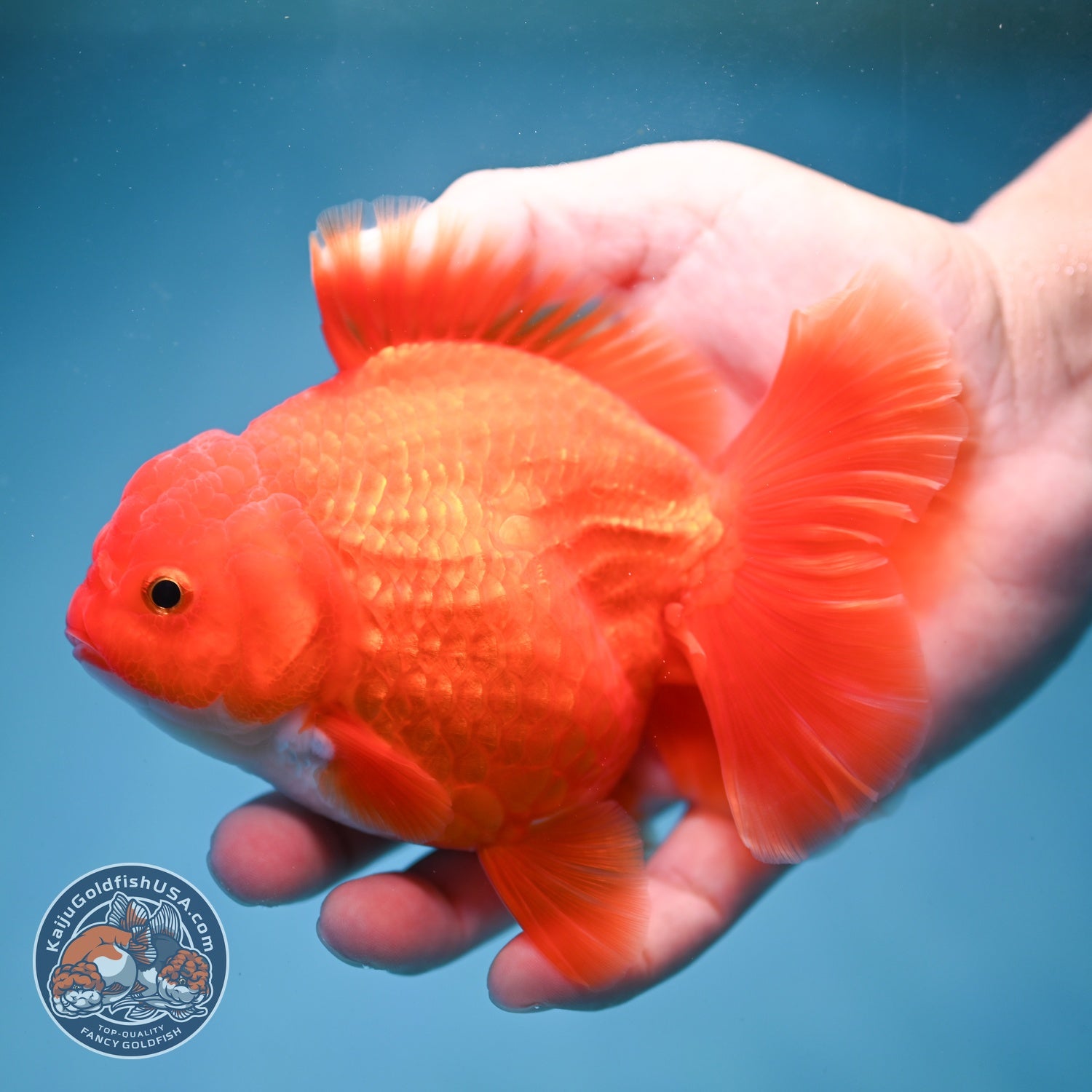 Red White Rose Tail Oranda 3.5 inch Body (260814_OR15)