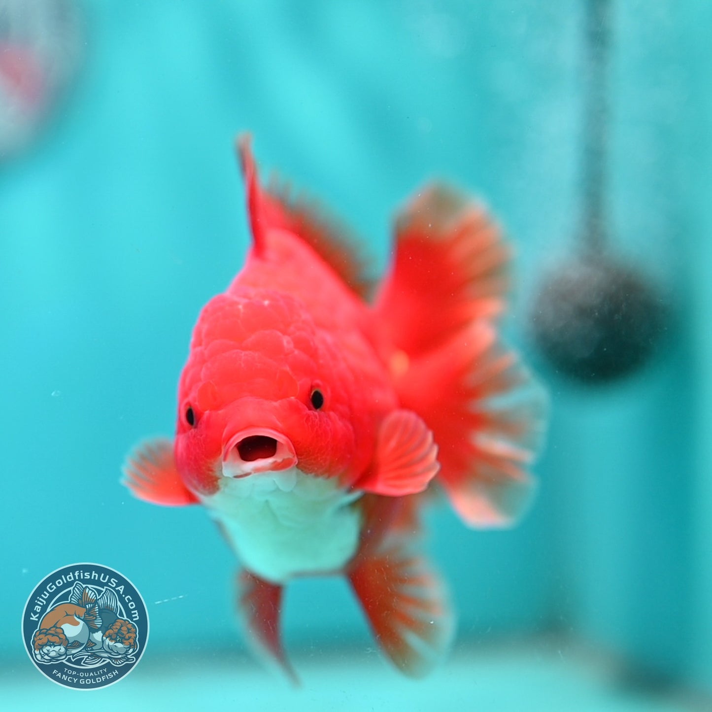 Red White Rose Tail Oranda 3.5 inch Body (260814_OR15)