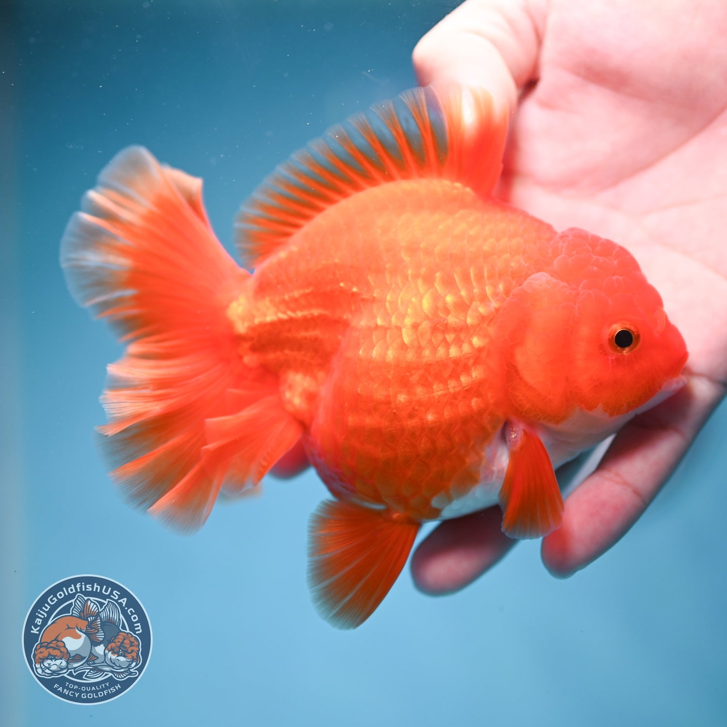 Red White Rose Tail Oranda 3.5 inch Body (260814_OR15)