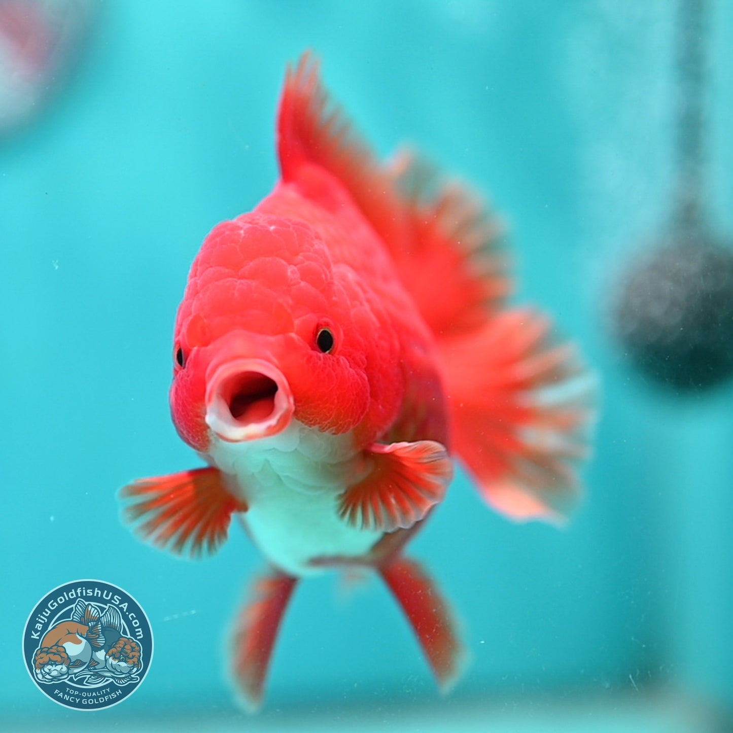 Red White Rose Tail Oranda 3.5 inch Body (260814_OR15)