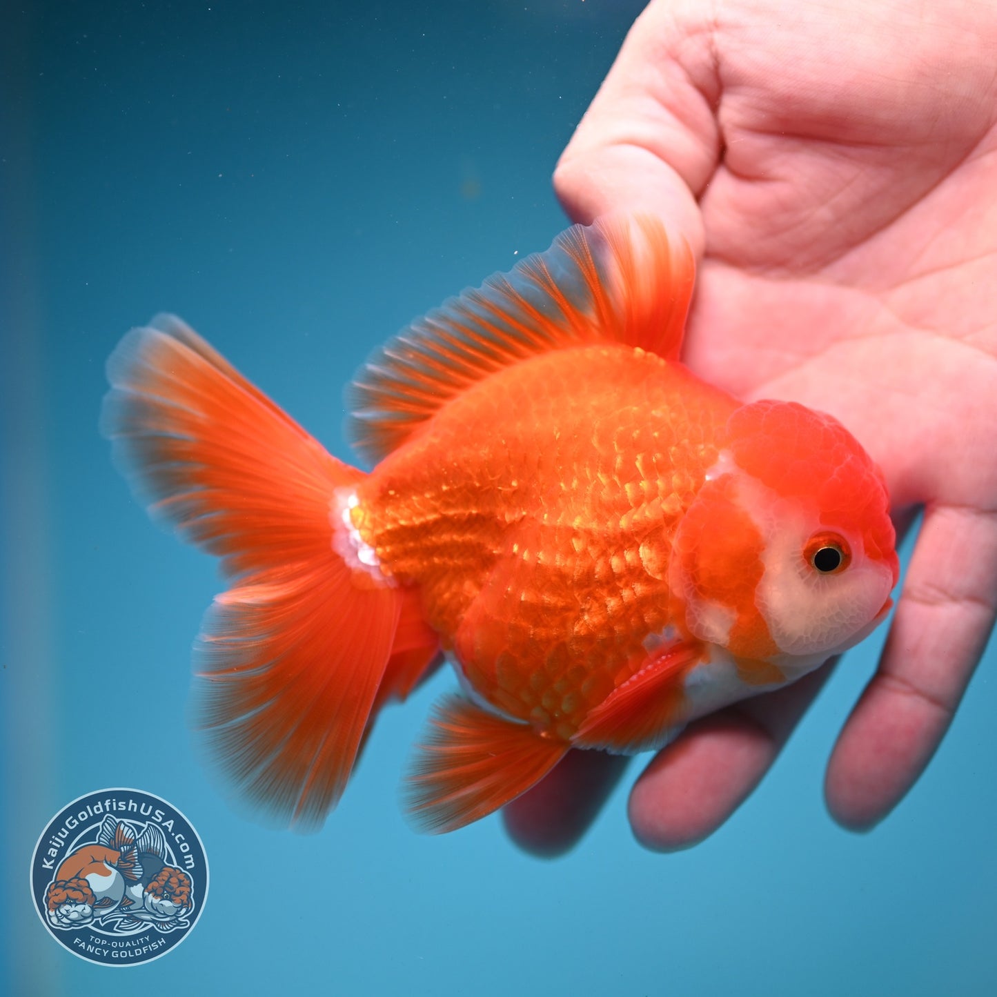 Red White Rose Tail Oranda 3.5 inch Body (260821_OR26)