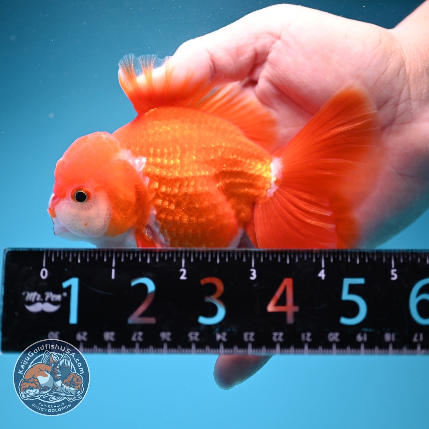 Red White Rose Tail Oranda 3.5 inch Body (260821_OR26)