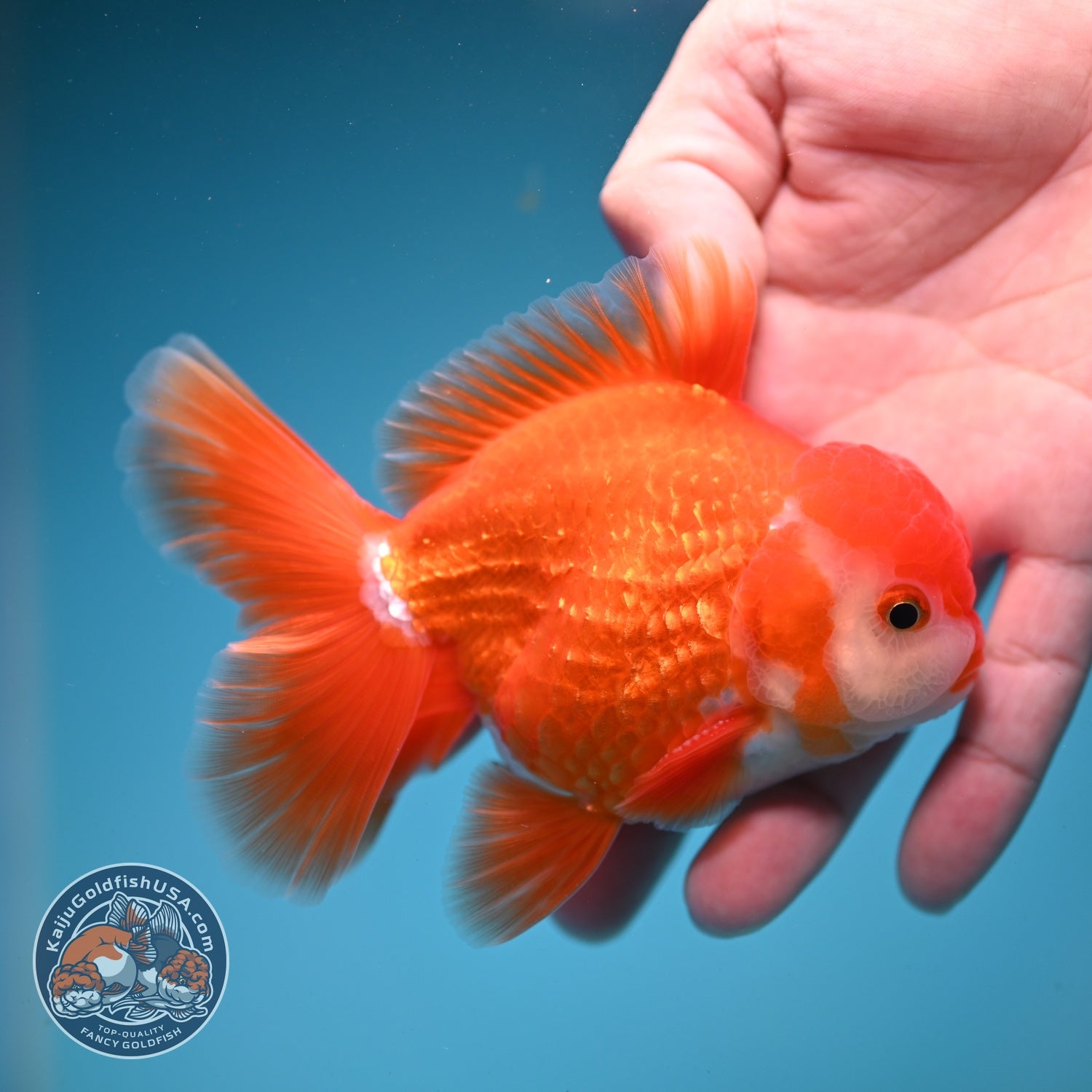 Red White Rose Tail Oranda 3.5 inch Body (260821_OR26)