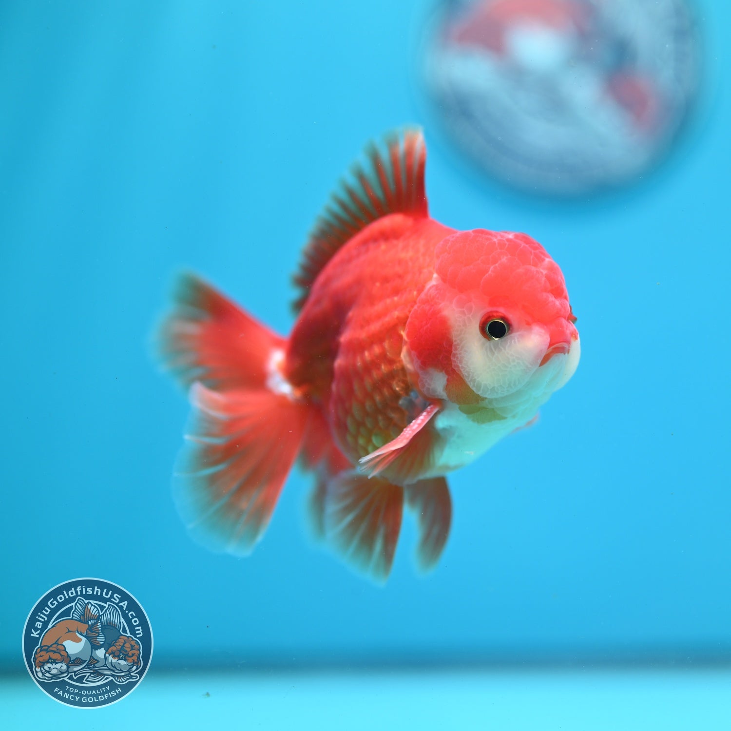 Red White Rose Tail Oranda 3.5 inch Body (260821_OR26)