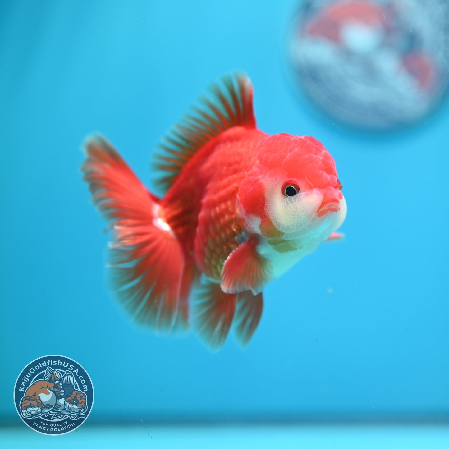 Red White Rose Tail Oranda 3.5 inch Body (260821_OR26)