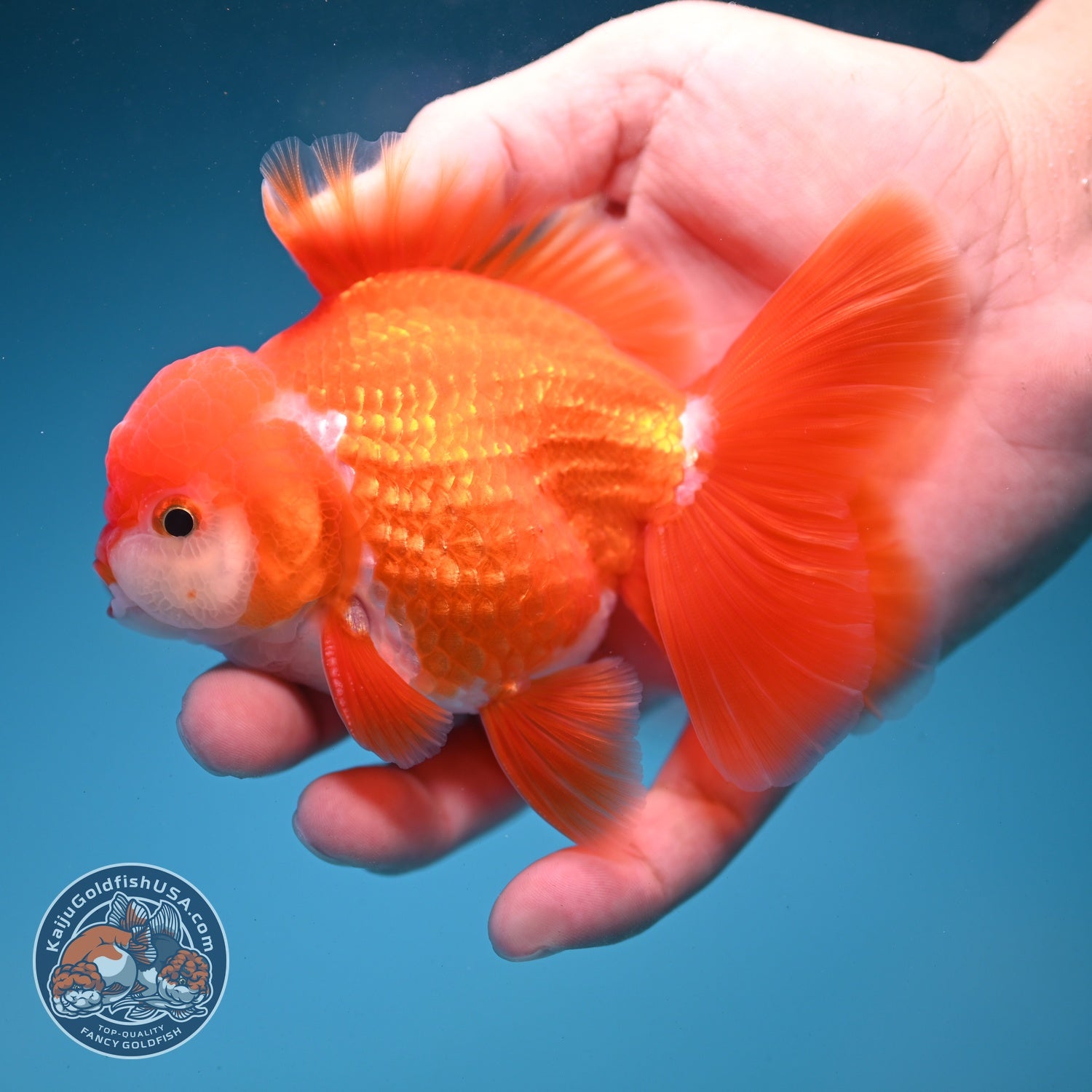 Red White Rose Tail Oranda 3.5 inch Body (260821_OR26)