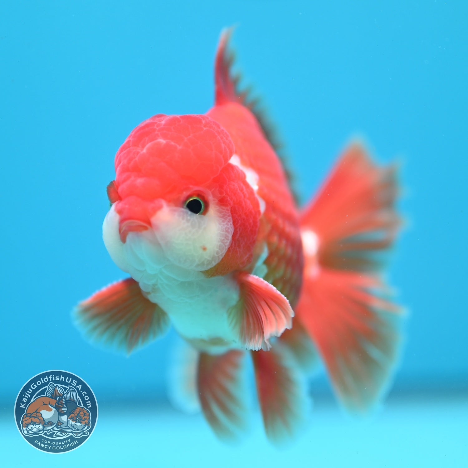 Red White Rose Tail Oranda 3.5 inch Body (260821_OR26)