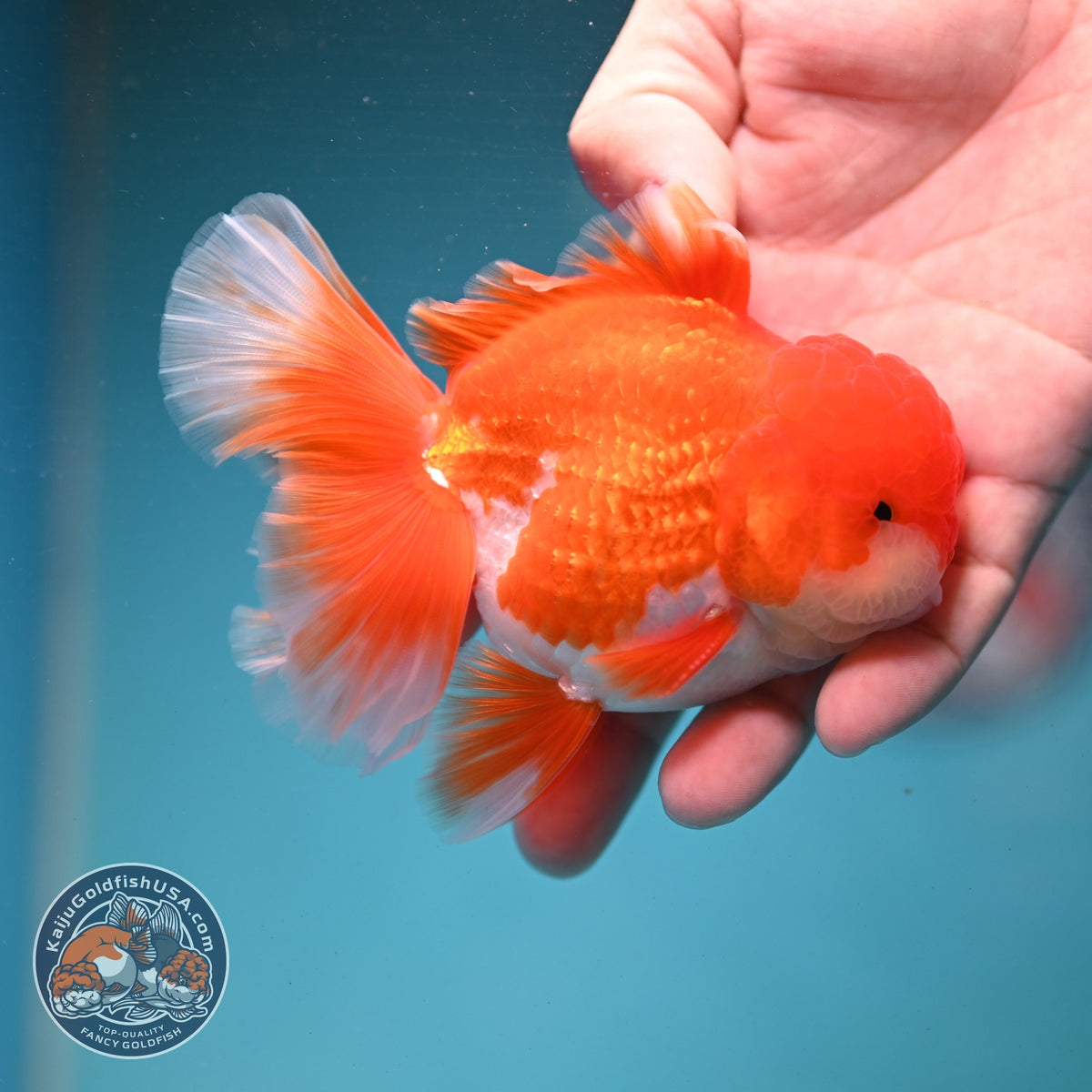 Red White Rose Tail Oranda 3.5 inch Body (260904_OR02)