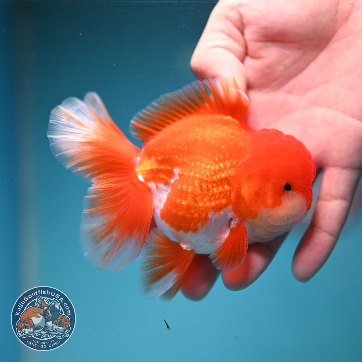 Red White Rose Tail Oranda 3.5 inch Body (260904_OR02)