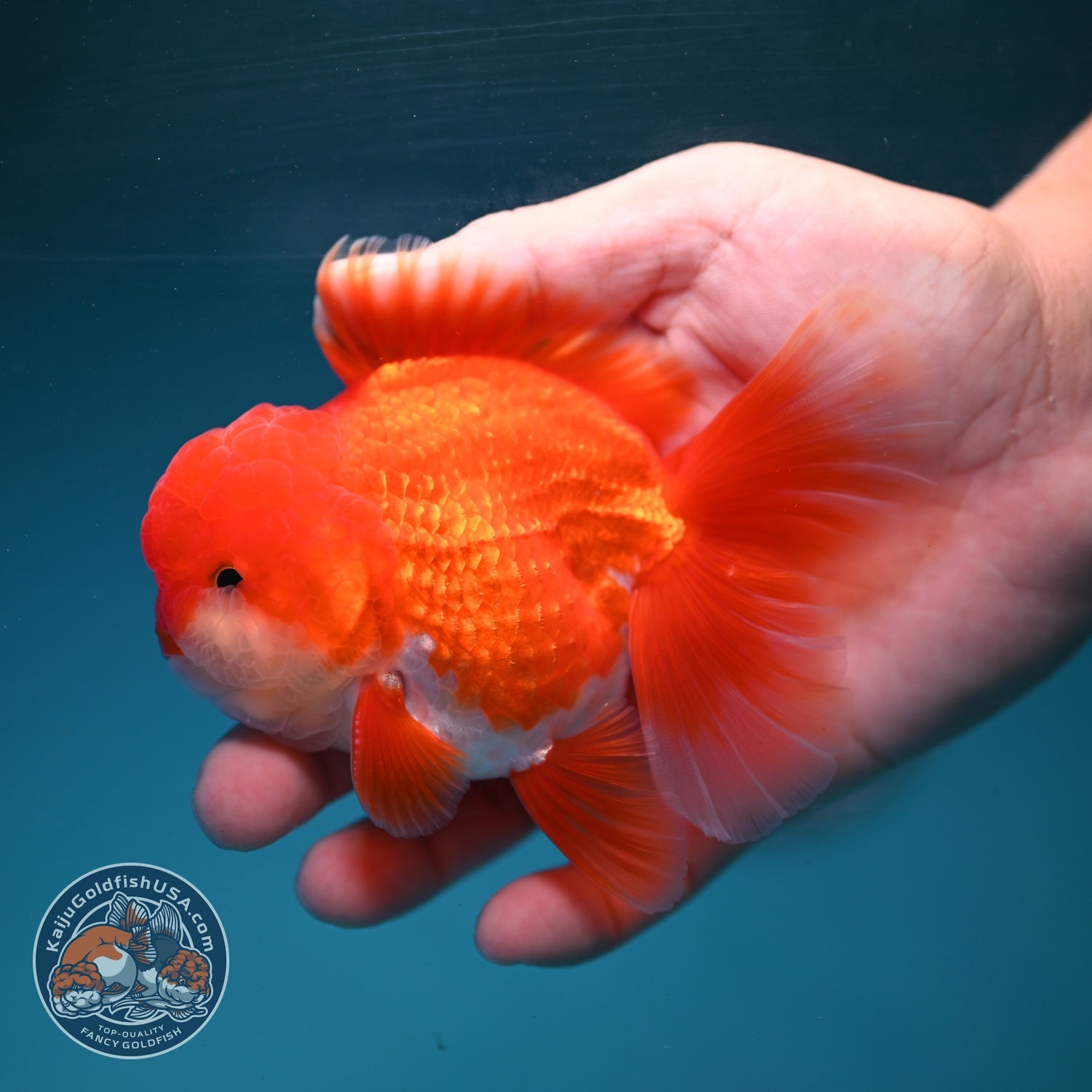 Red White Rose Tail Oranda 3.5 inch Body (260904_OR02)